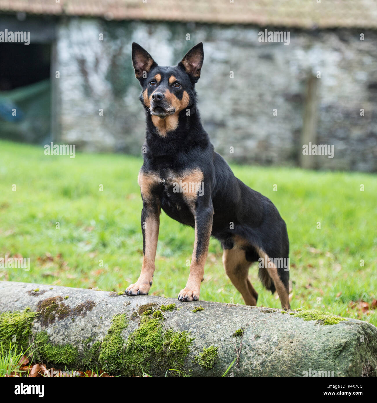 Australian Kelpie, schwarz und tan Stockfoto