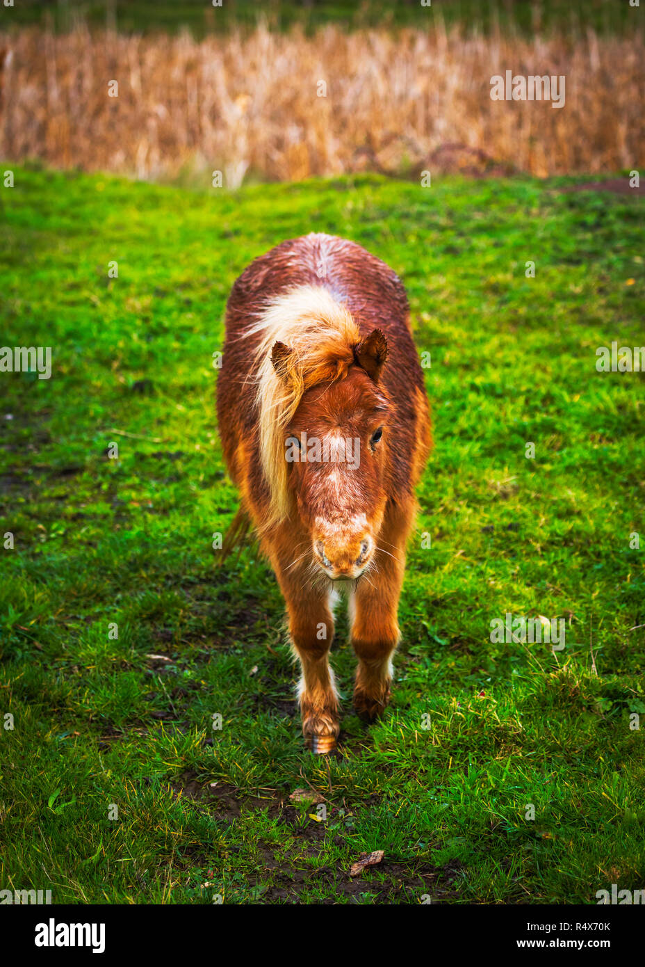 Zwei kleine Ponys in einem strassenrand Feld Stockfoto