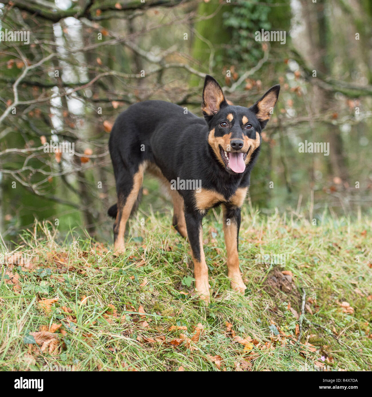 Australian Kelpie, schwarz und tan Stockfoto