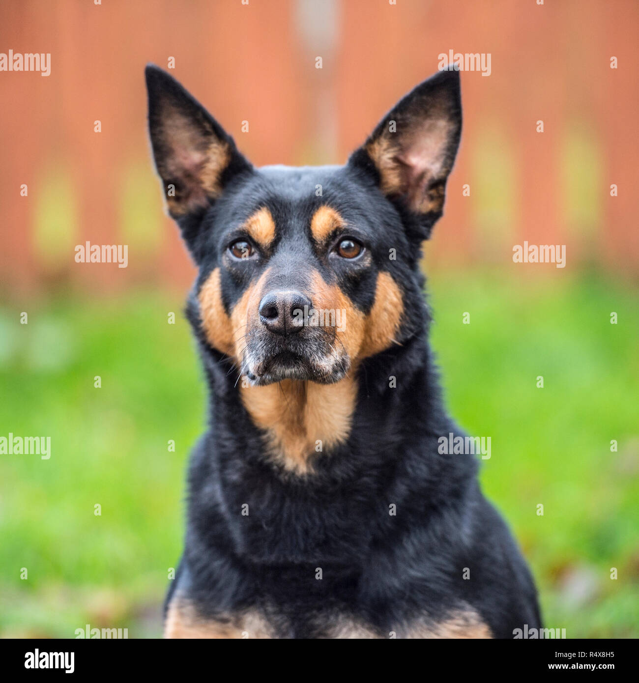 Australian Kelpie, schwarz und tan Stockfoto