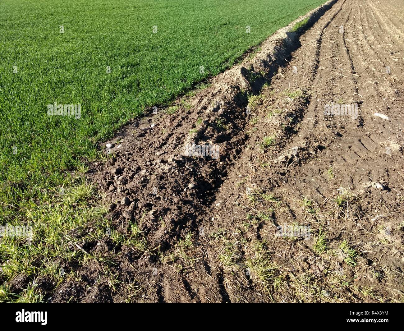 Eine braune Erde gepflügten Feldes mit einigen Traktor Wanderwege neben dem grünen Feld mit Reis Sprößlinge während eines sonnigen Frühling, in Galliate, Piemont, Italien Stockfoto