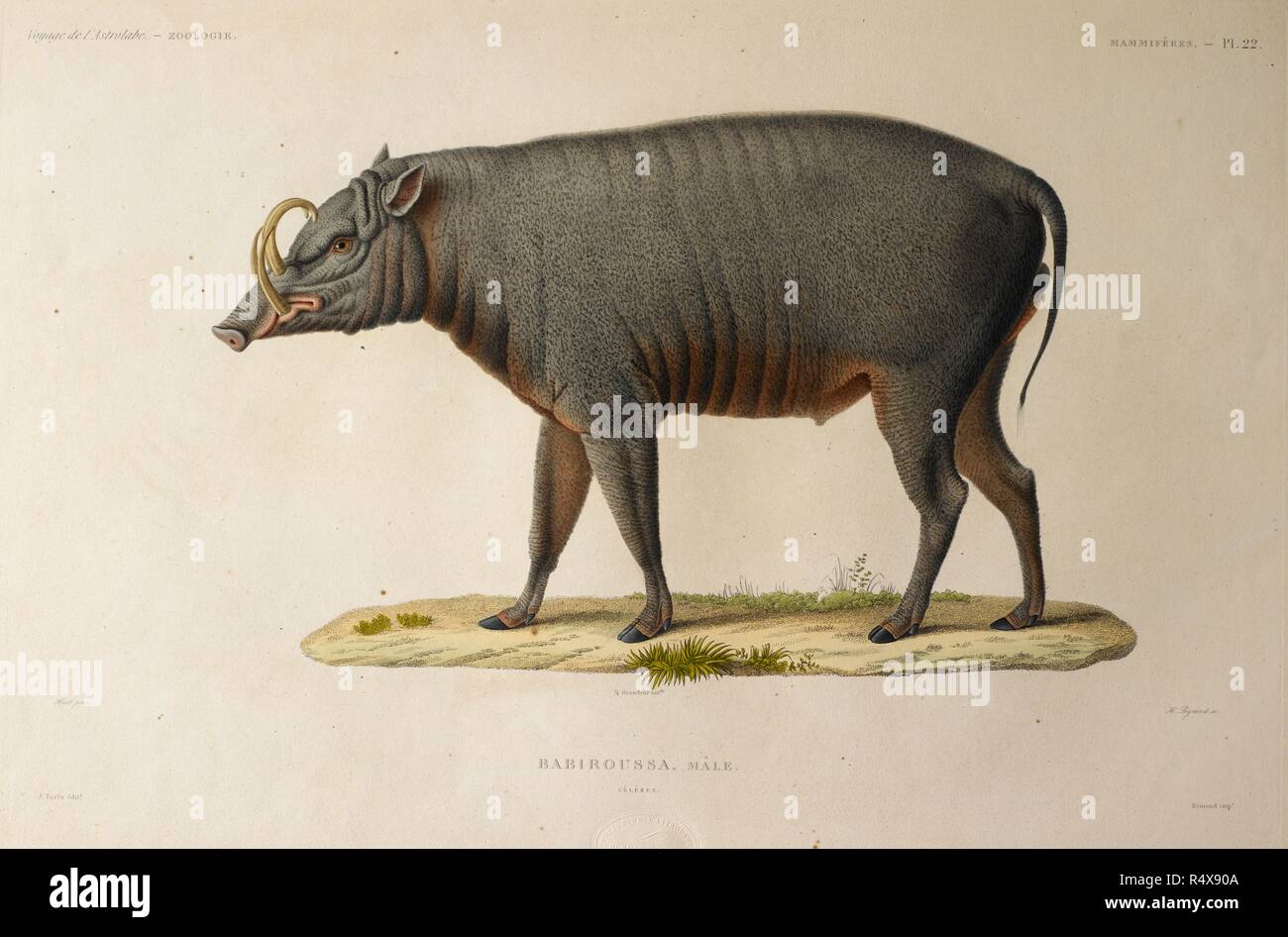 Babiroussa, männlich. Ein Wildschwein oder Schwein. Voyage de Dekor couvertes de la Corvette l'Astrolabe usw. Zoologie. Mammiffres. Paris, 1833. Quelle: 762 b. 14, Platte 22. Sprache: Französisch. Thema: Dumont d'Urville, Jules SÃ©bastien Cà © sar. Stockfoto