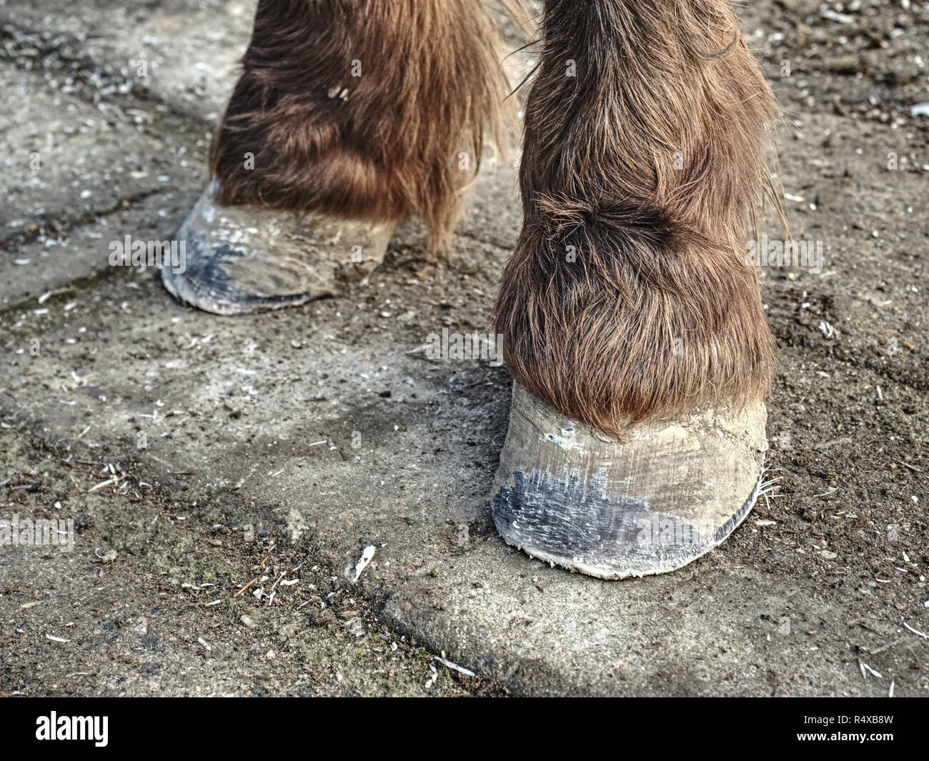 Die Hufe des Pferdes nach dem Schmied. Klar klauen ohne abgenutzt Keratin, Lehm und Mängel. Stockfoto