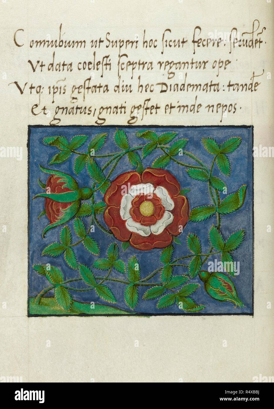 A Tudor Rose Symbol. . Codex et.Wechs. et Chart. Quelle: Baumwolle Titus D. IV f. 11 v. Stockfoto