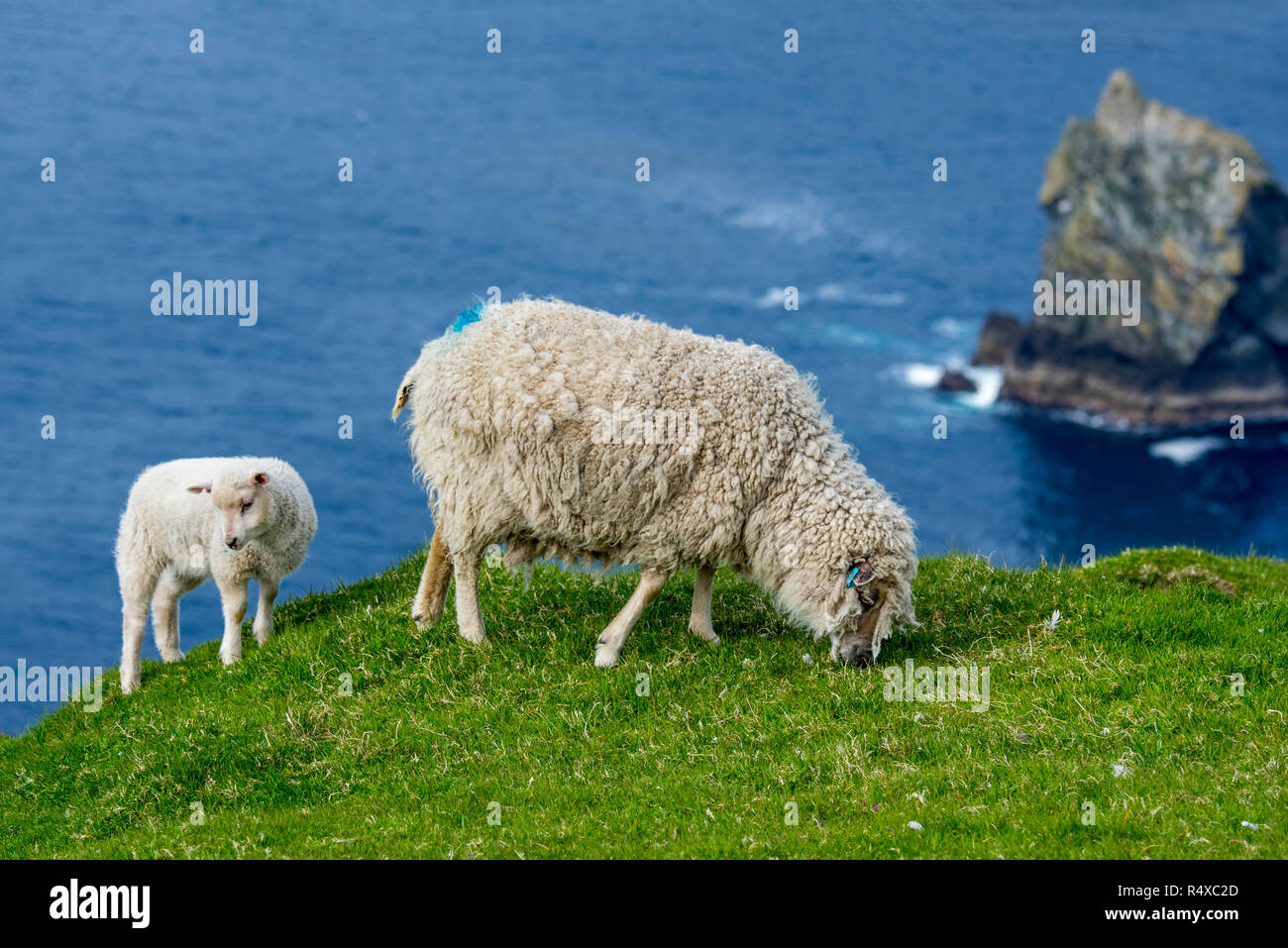 Weiße Schafe Mutterschaf und Lamm weiden Grass am Meer auf einer Klippe am Naturschutzgebiet Hermaness, Unst, Shetlandinseln, Schottland, Großbritannien Stockfoto