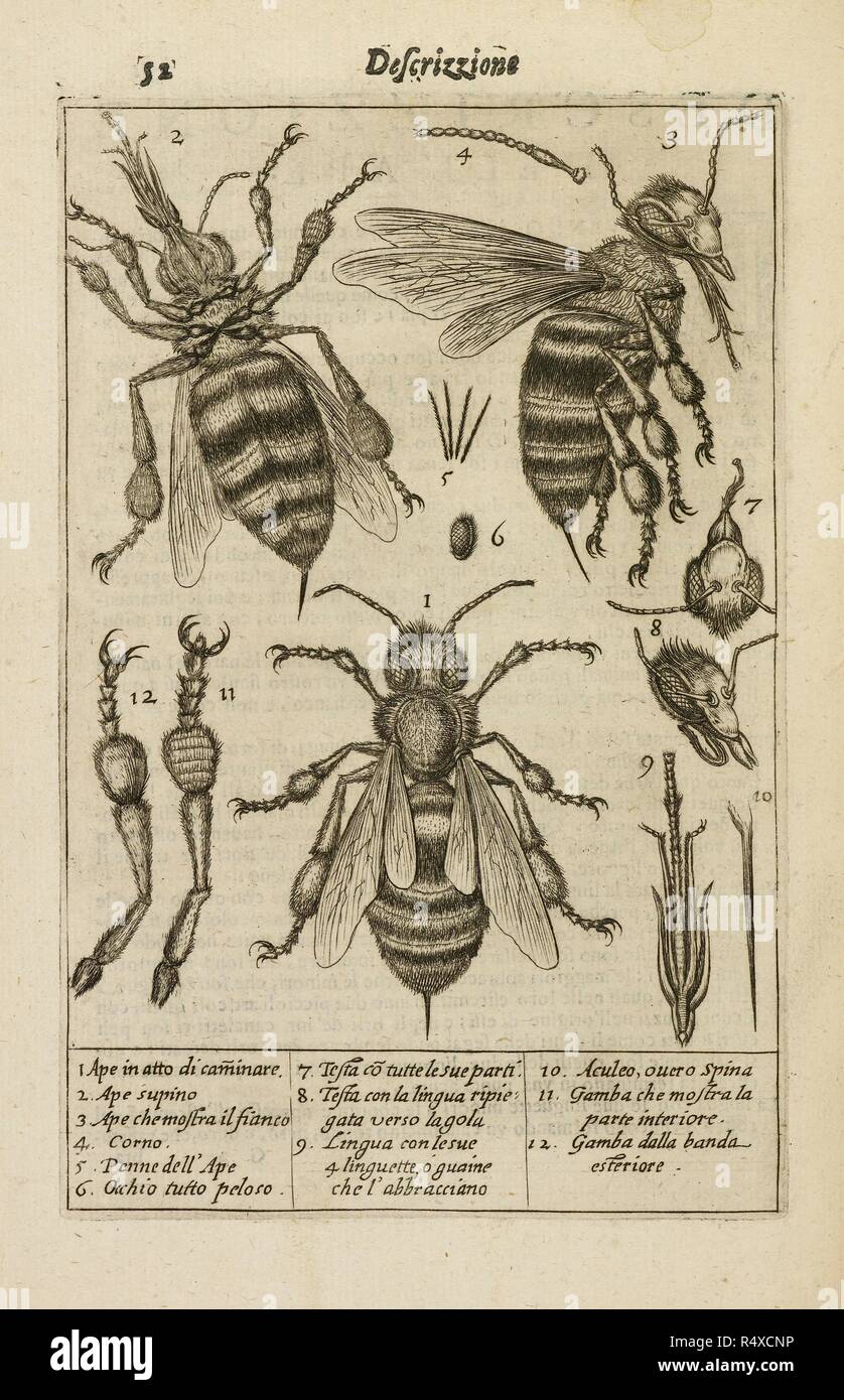 Diagramme, die die Anatomie der Biene. Periko tradotto in Verso sciolto e dichiarato da F. Stelluti. (Vita di Persio.). Rom, 1630. Quelle: 77. d. 14 Seite 52. Sprache: Latein und Italienisch. Autor: Persius Flaccus, Aulus. Stockfoto