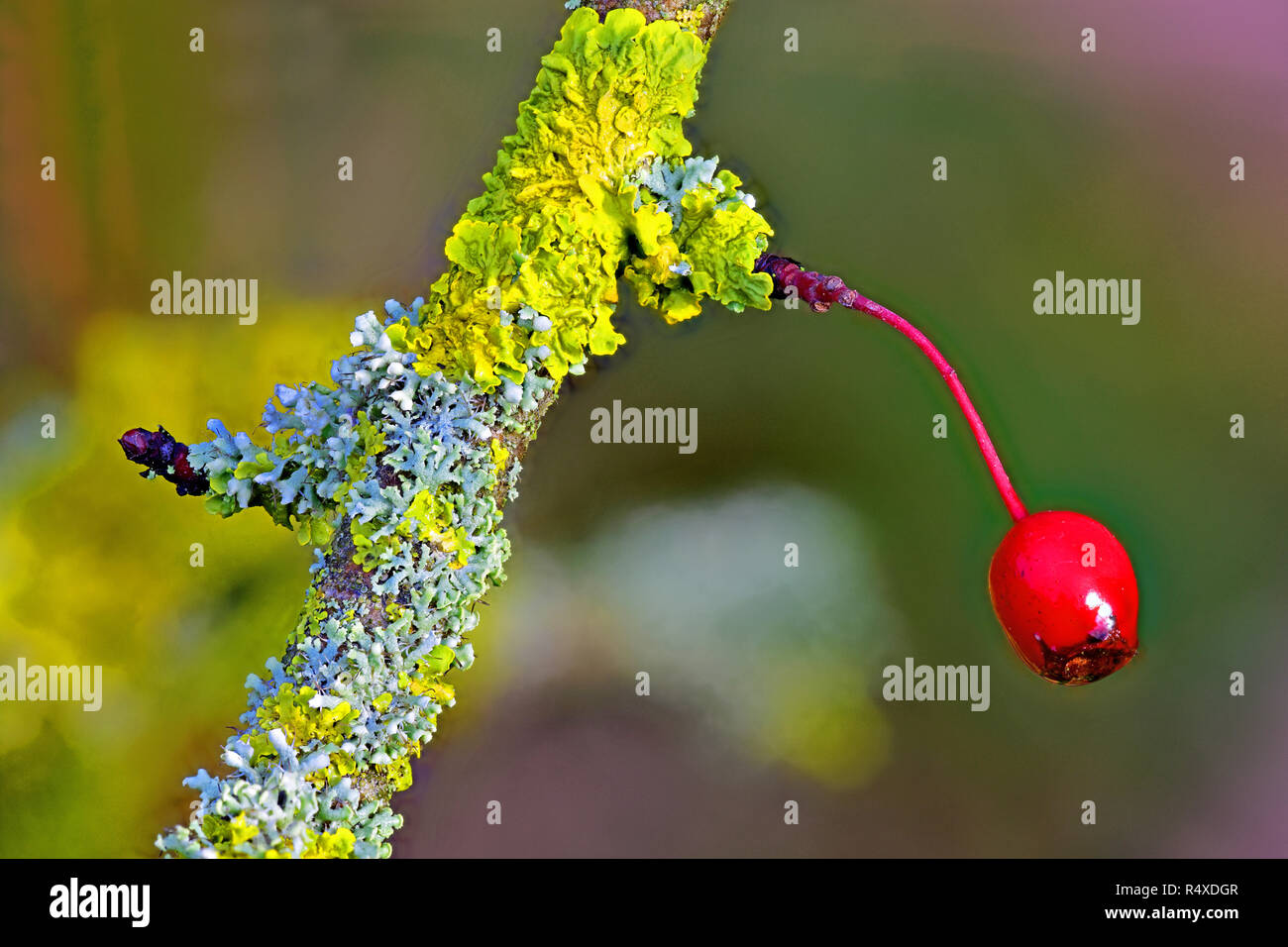 Single einsame Hawthorn Berry Obst mit weißen und gelben Pilz Fokus gestapelt Stockfoto