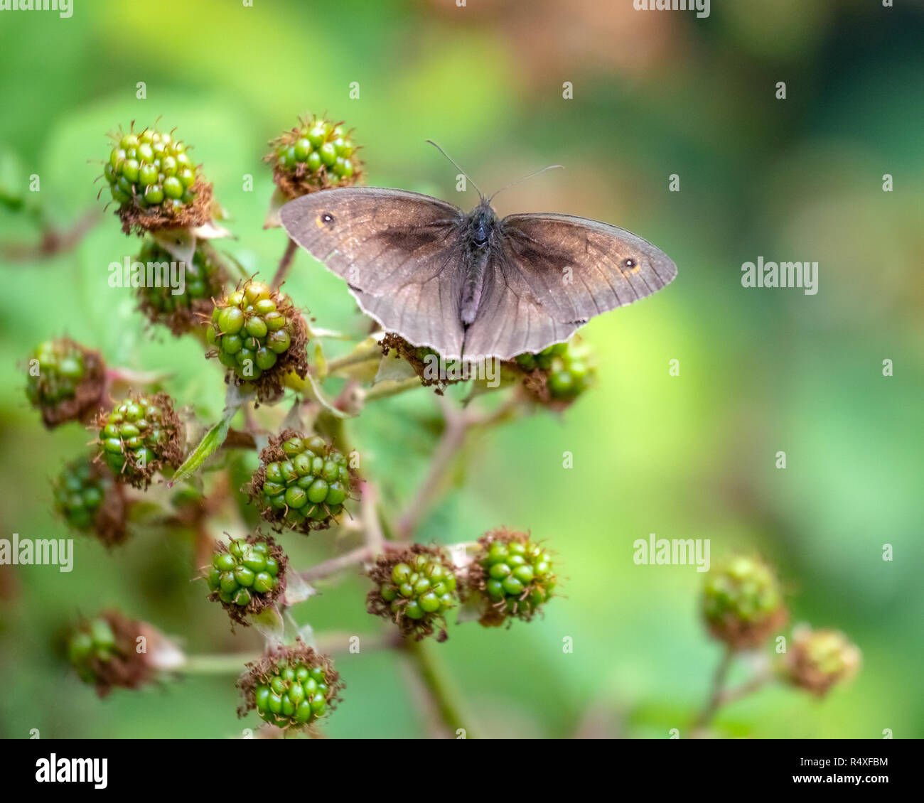 Wiese braun Schmetterling Stockfoto