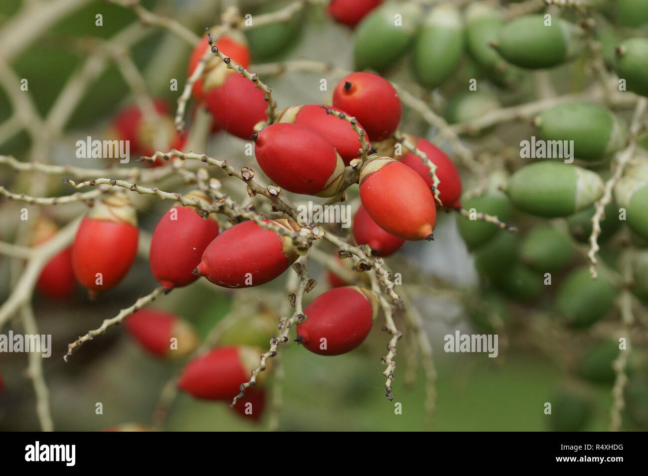 Frucht des Weihnachten Palm, São Tomé und Príncipe, Afrika Stockfotografie  - Alamy