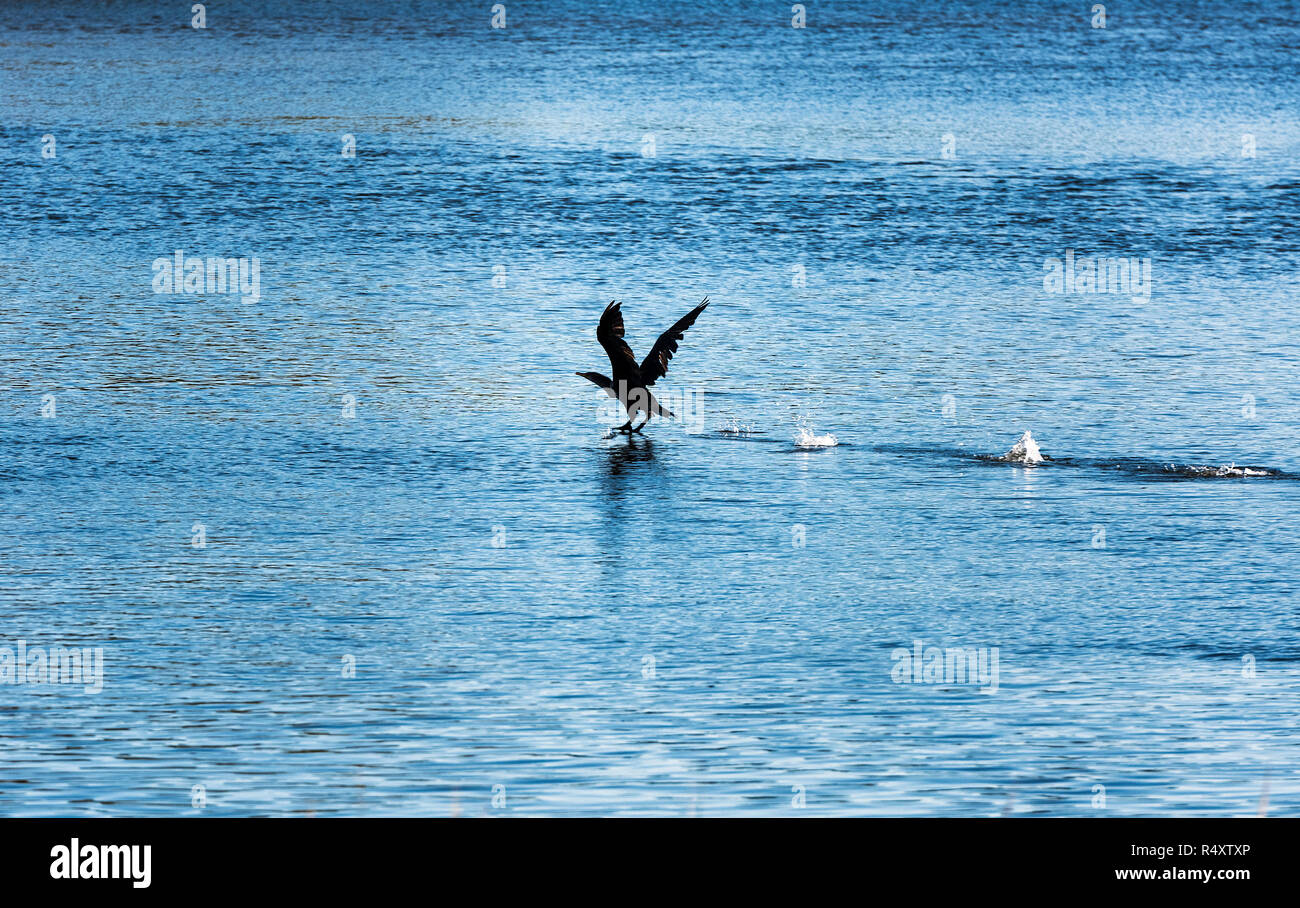 Kormoran skimming Wasser auf der Suche nach Nahrung. Stockfoto