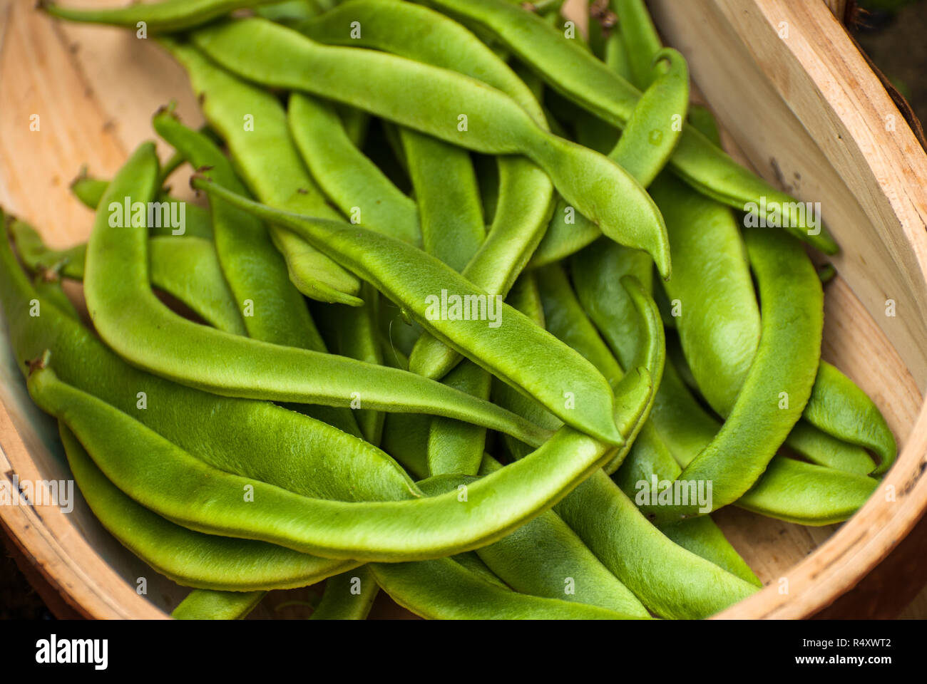 Frisch gewachsen runner bean Ernte abgeholt Stockfoto