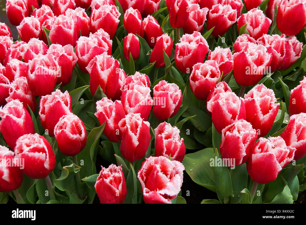 Rote Tulpen mit Wassertropfen in Garten, floral background Stockfoto