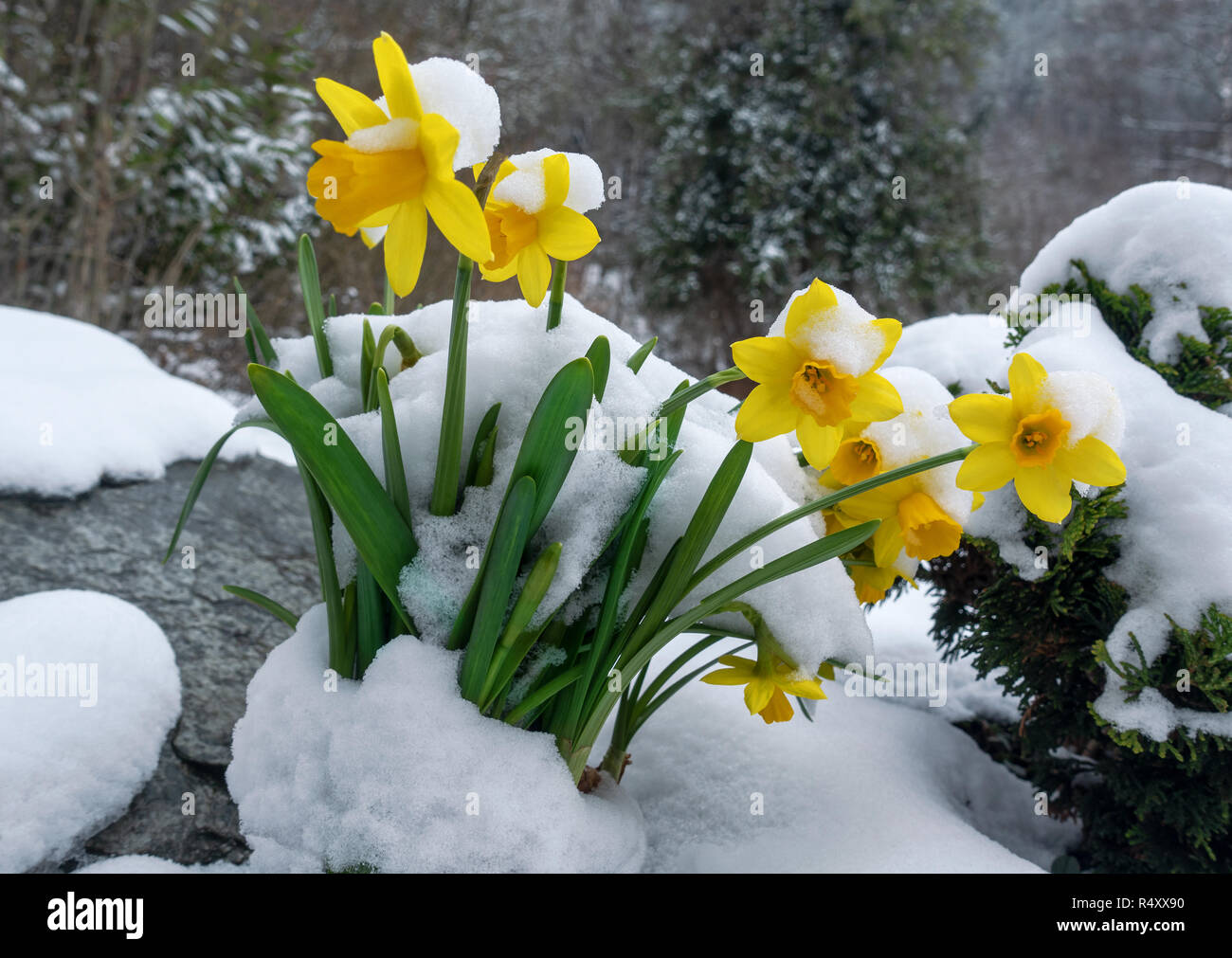 Narzissen im Schnee Stockfoto