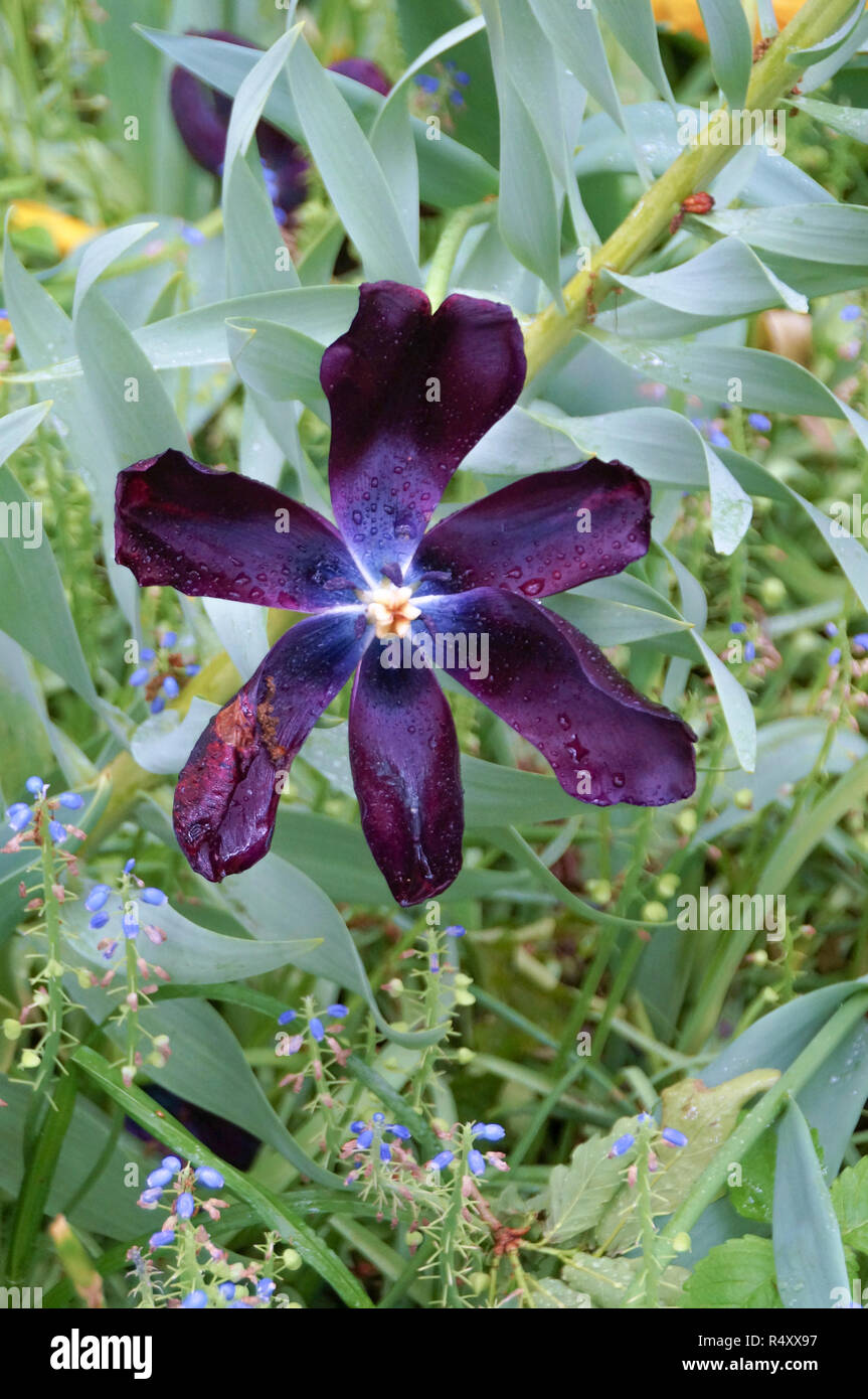 Verwelkte lila Blumen im Garten Stockfoto