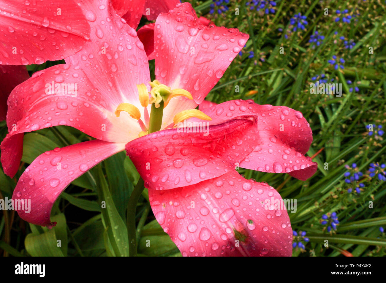 Makro Bild von verwelkte Tulpe Blume Staubblatt, Griffel und Blütenblätter Stockfoto
