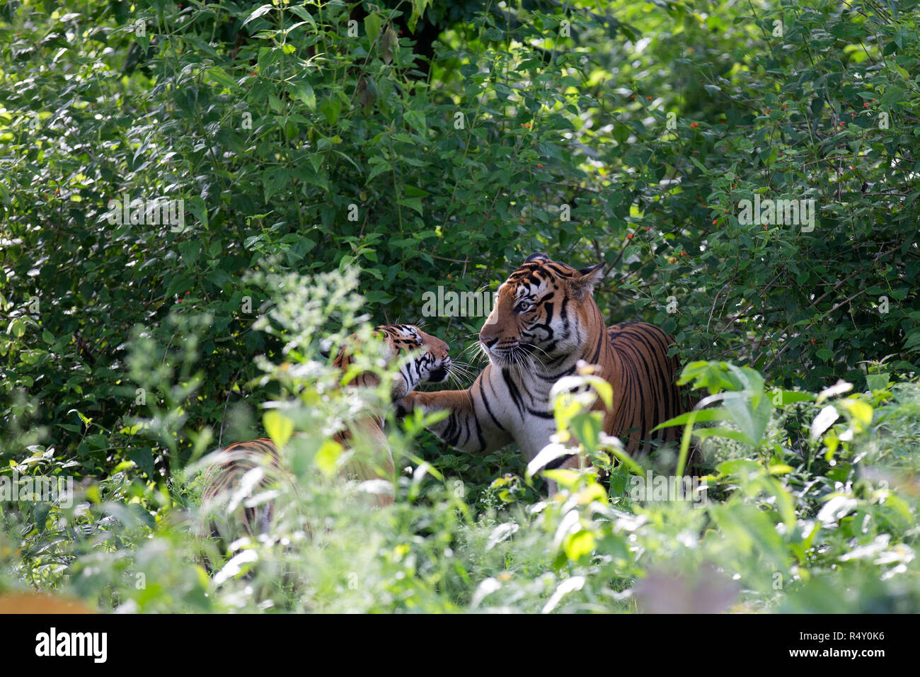 Ein paar Tiger - nagarhole Nationalpark, Indien Stockfoto