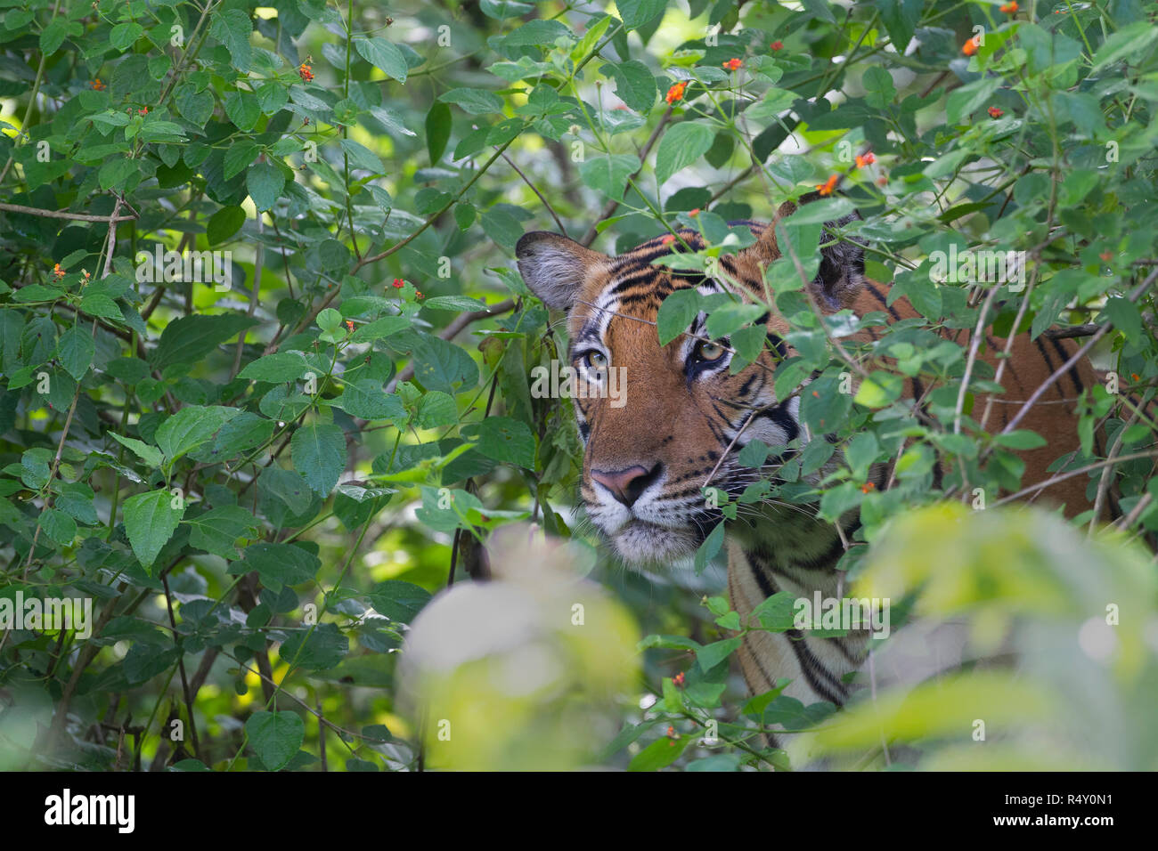 Eine männliche Tiger peering out von lantana - nagarhole Nationalpark, Indien Stockfoto