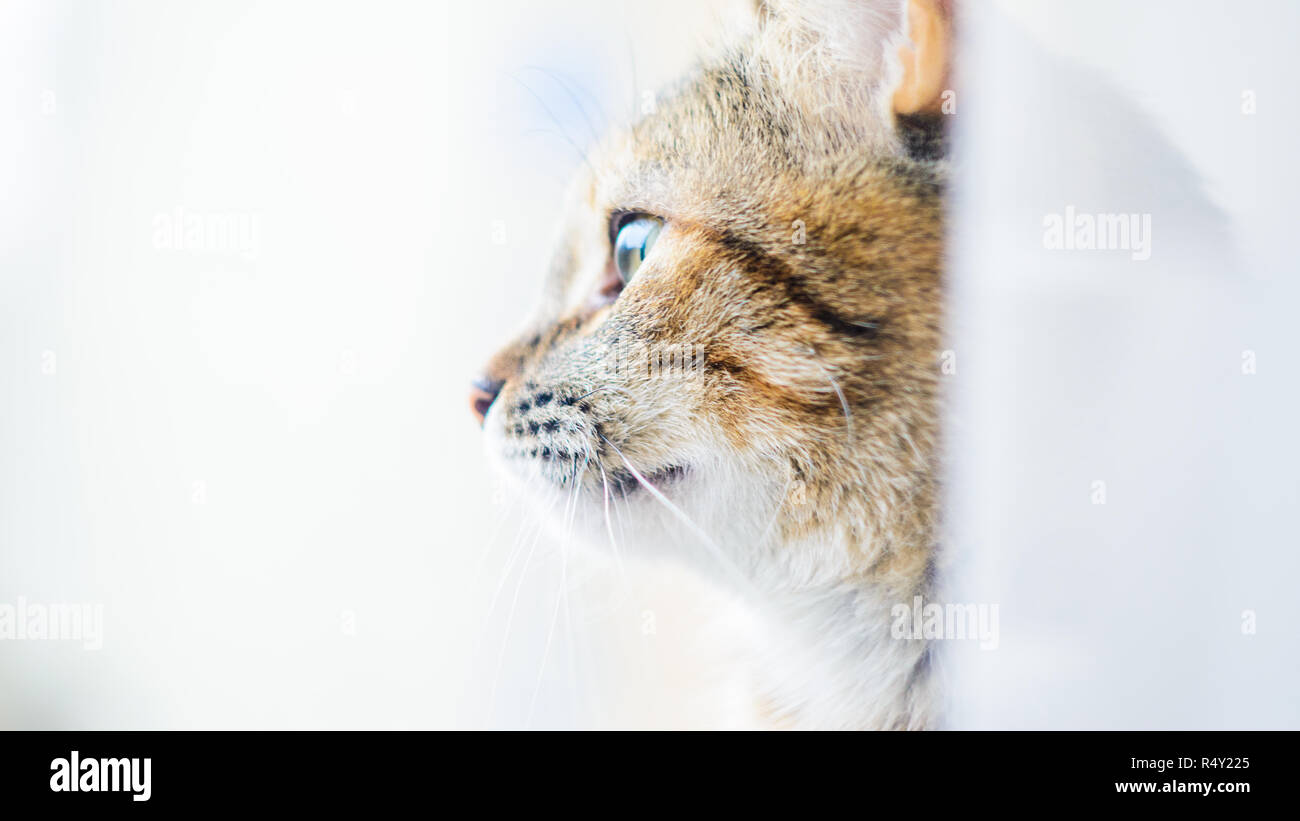 Profil des Cat starrt in die Ferne Stockfoto