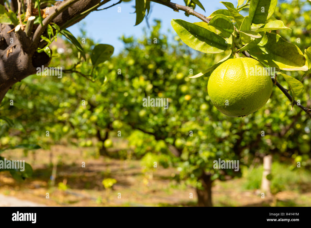 Nahaufnahme von frischen Zitronen hängt im Baum Stockfoto