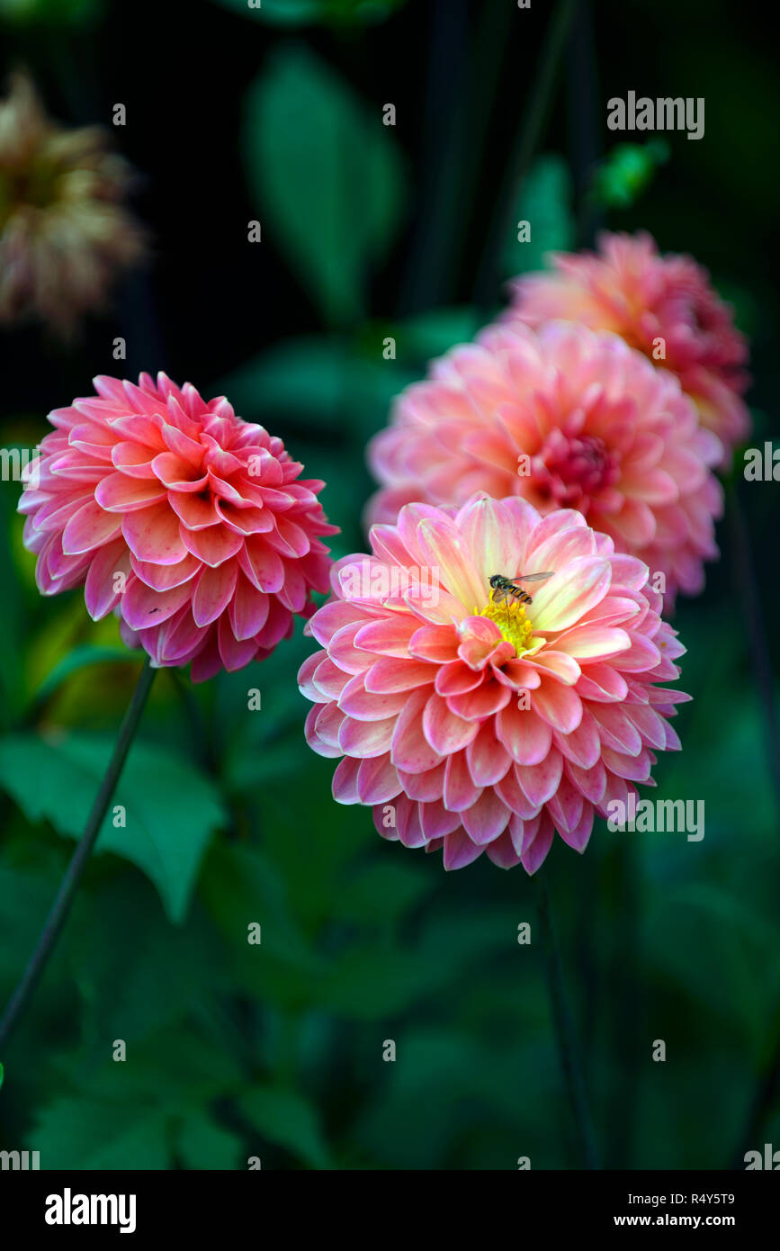 Dahlie Abend glühen, Pfirsich, Orange, Blume, Blumen, Blüte, Dahlien, RM Floral Stockfoto