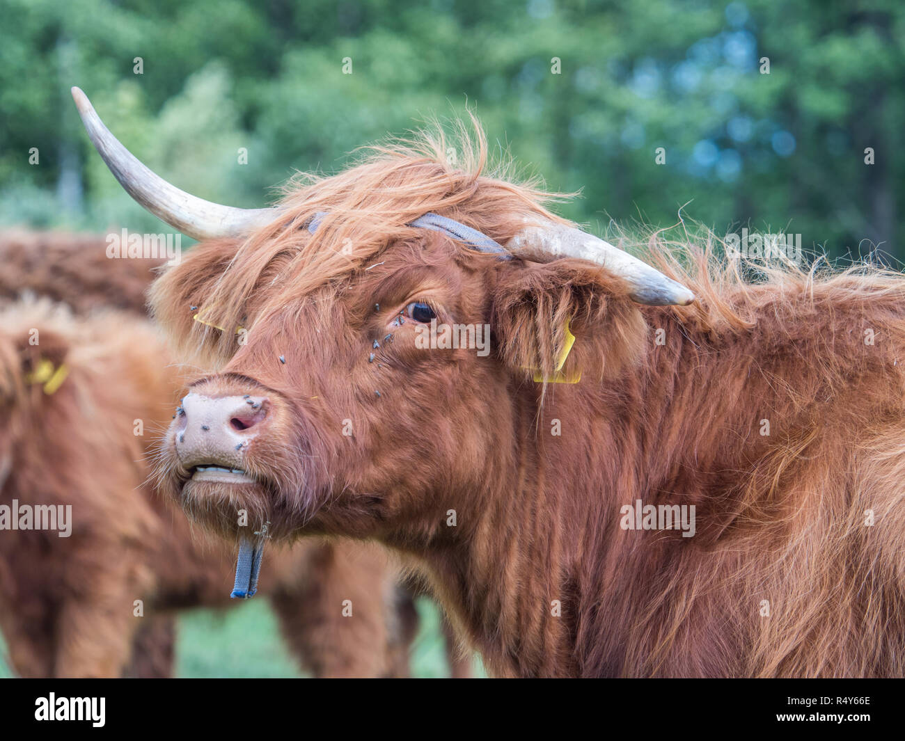 Highland Kuh auf polnischen Wiese. Highland Cattle (Schottisch-gälisch: bò Ghàidhealach; Scots: Heilan coo) sind eine Scottishcattle Rasse. Stockfoto