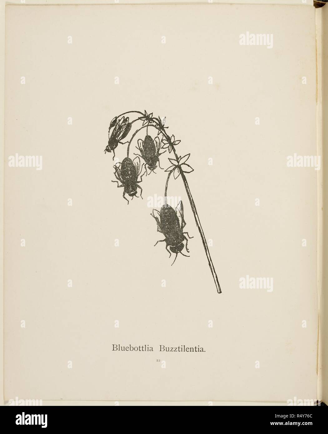 Bluebottlia Buzztilentia (fiktiven) Abbildungen und Titel von Pflanzen aus den Unsinn Botanik Sammlung von Edward Lear. . Unsinn Botanik, und Unsinn Alphabete, fünfte Auflage. Frederick Warne & Co.: London & New York, 1889. Unsinn Botanik, und Unsinn Alphabete etc., etc., etc. ... 5. Auflage. Lear, Edward, 1812-1888. Frederick Warne & Co.: London & New York, 1889. Sprache: Englisch. Stockfoto