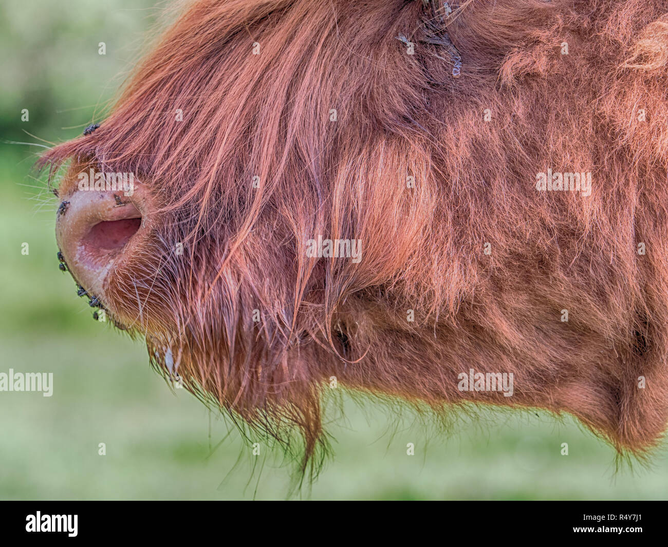 Highland Kuh auf polnischen Wiese. Highland Cattle (Schottisch-gälisch: bò Ghàidhealach; Scots: Heilan coo) sind eine Scottishcattle Rasse. Stockfoto