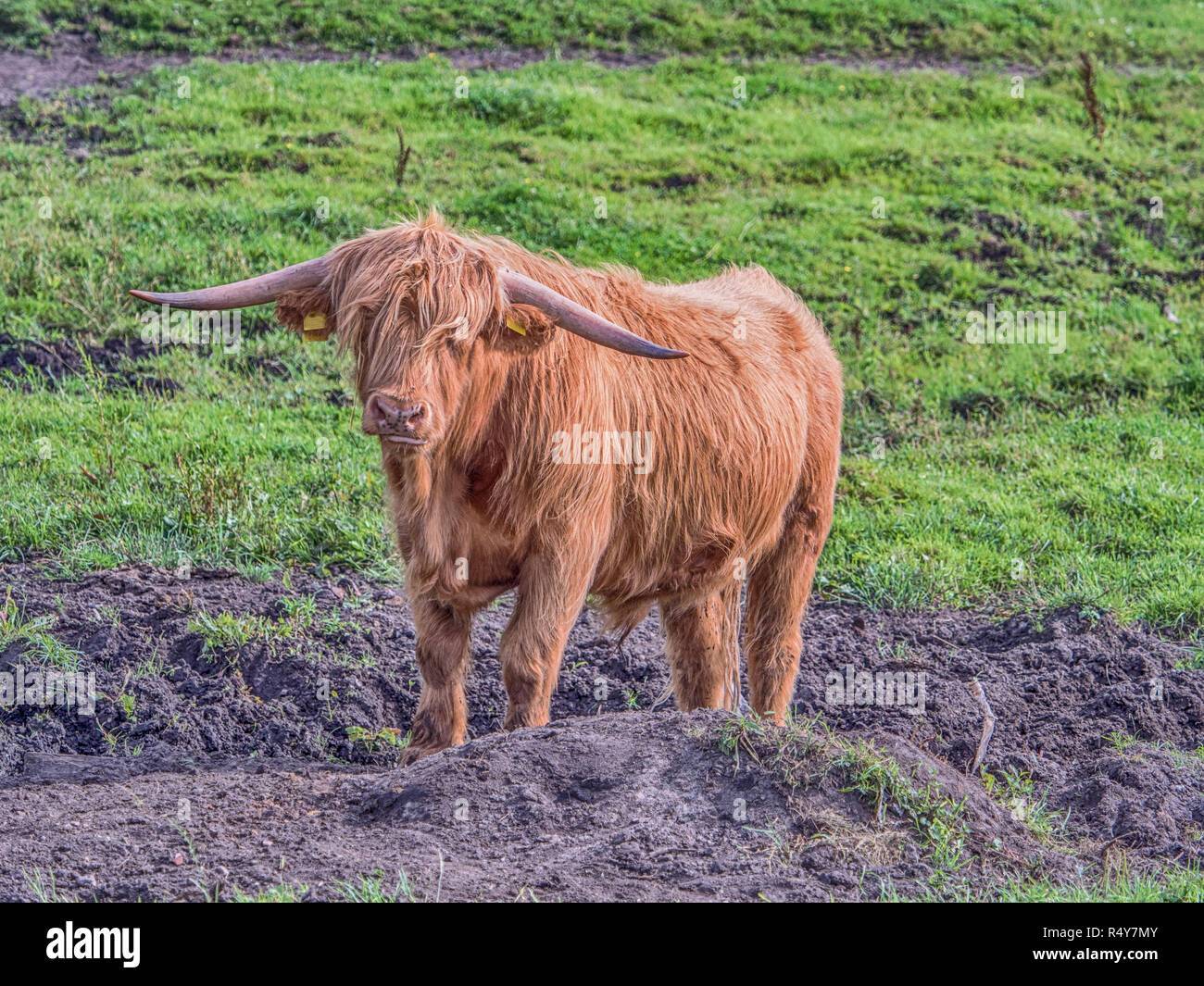 Highland Kuh auf polnischen Wiese. Highland Cattle (Schottisch-gälisch: bò Ghàidhealach; Scots: Heilan coo) sind eine Scottishcattle Rasse. Stockfoto
