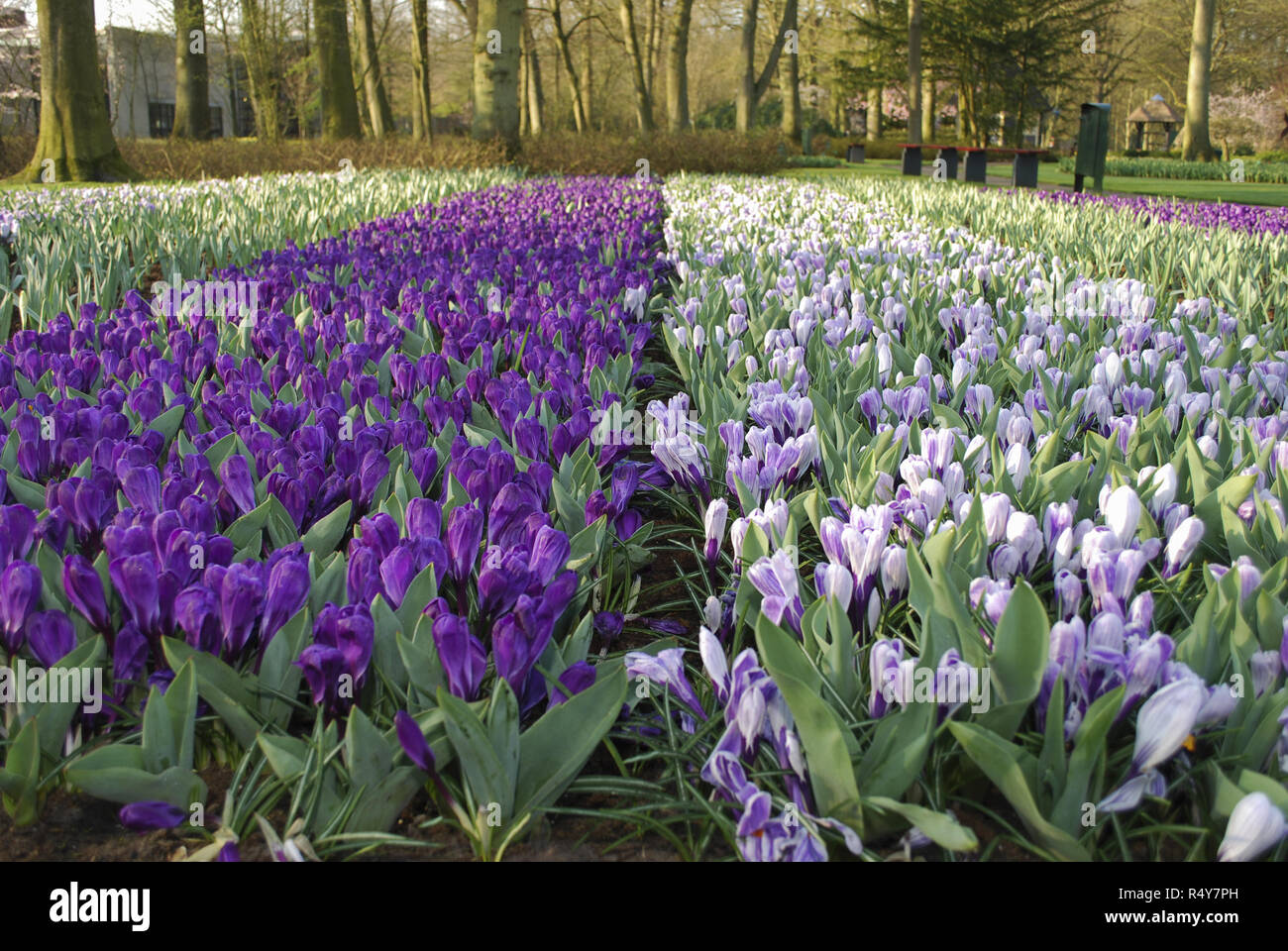 Crocus Jumbo Blume Aufzeichnen und Pickwick im Park gewachsen. Frühling in den Niederlanden. Stockfoto