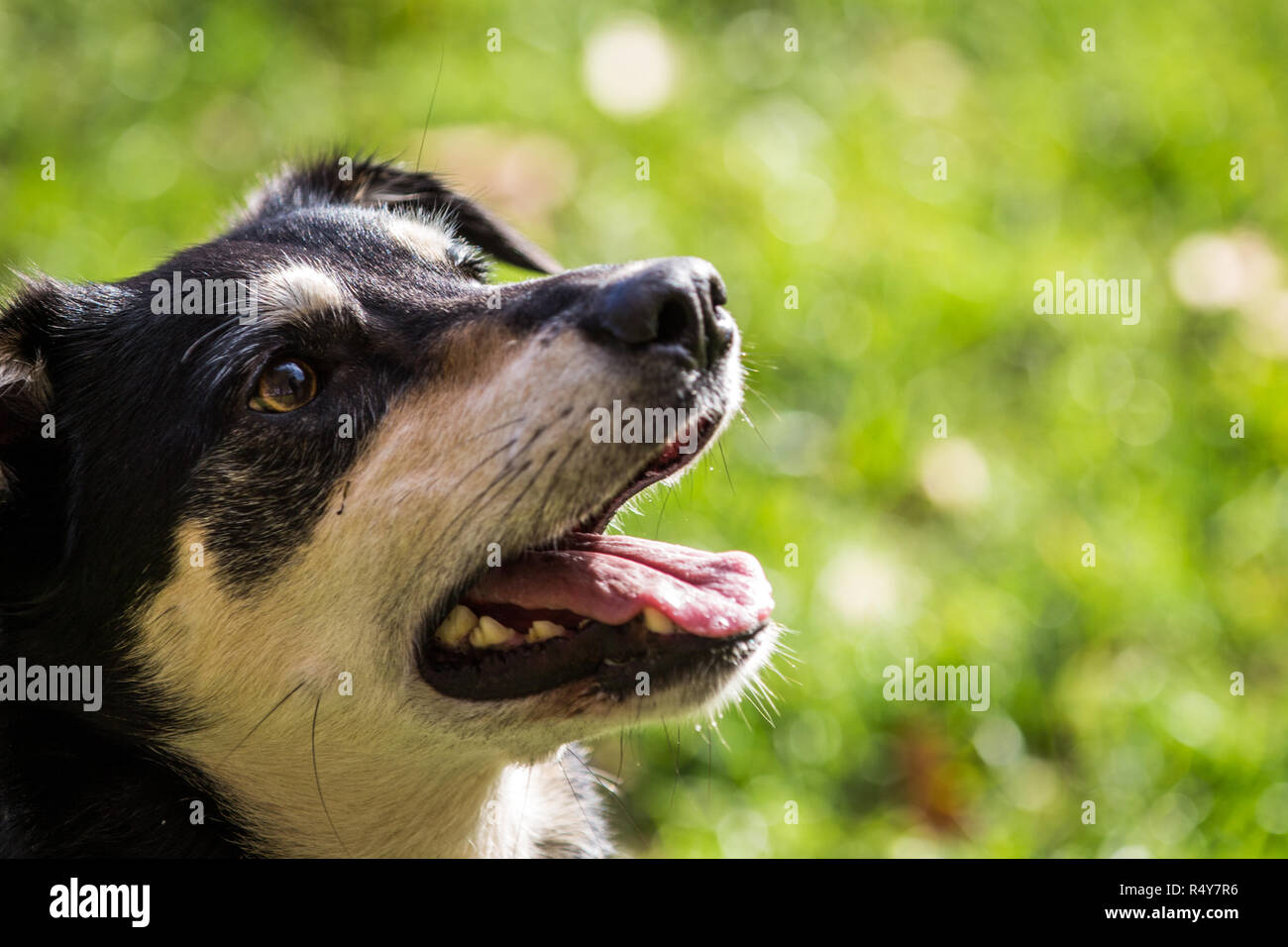 Hund spielen im Herbst Blätter Stockfoto