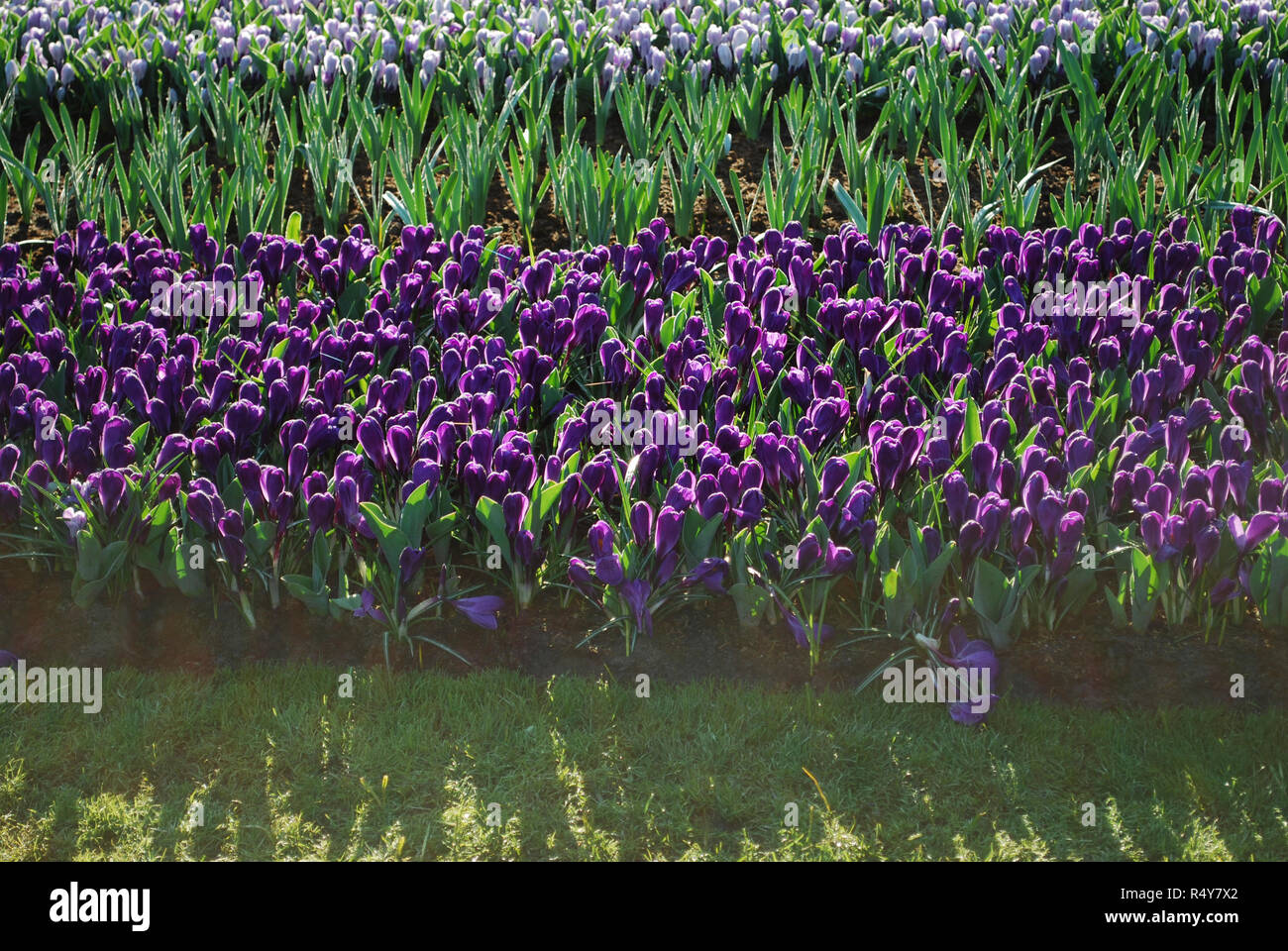 Jumbo Crocus Blume Datensatz in den Park gewachsen. Frühling in den Niederlanden. Stockfoto