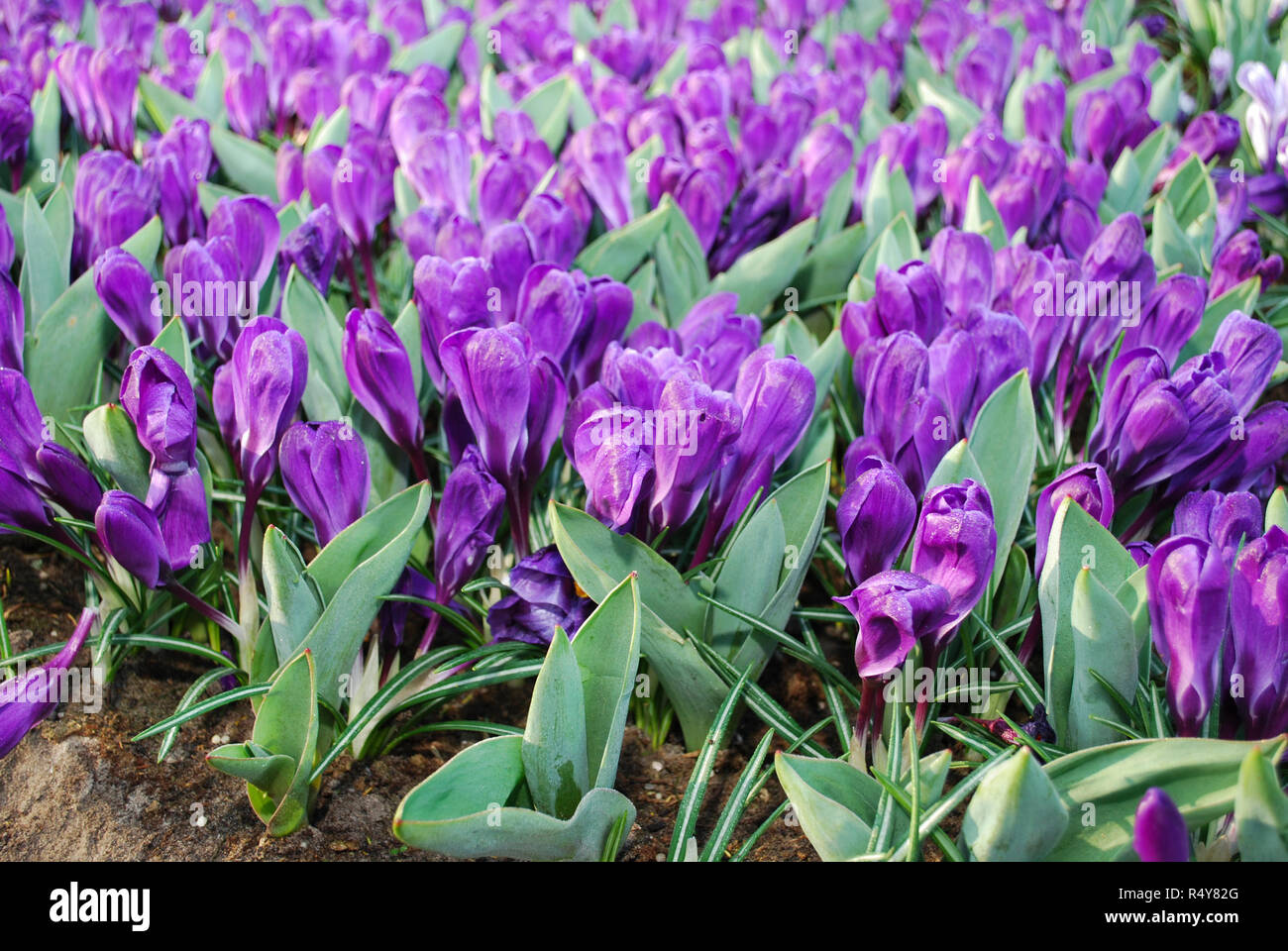 Jumbo Crocus Blume Datensatz in den Park gewachsen. Frühling in den Niederlanden. Stockfoto