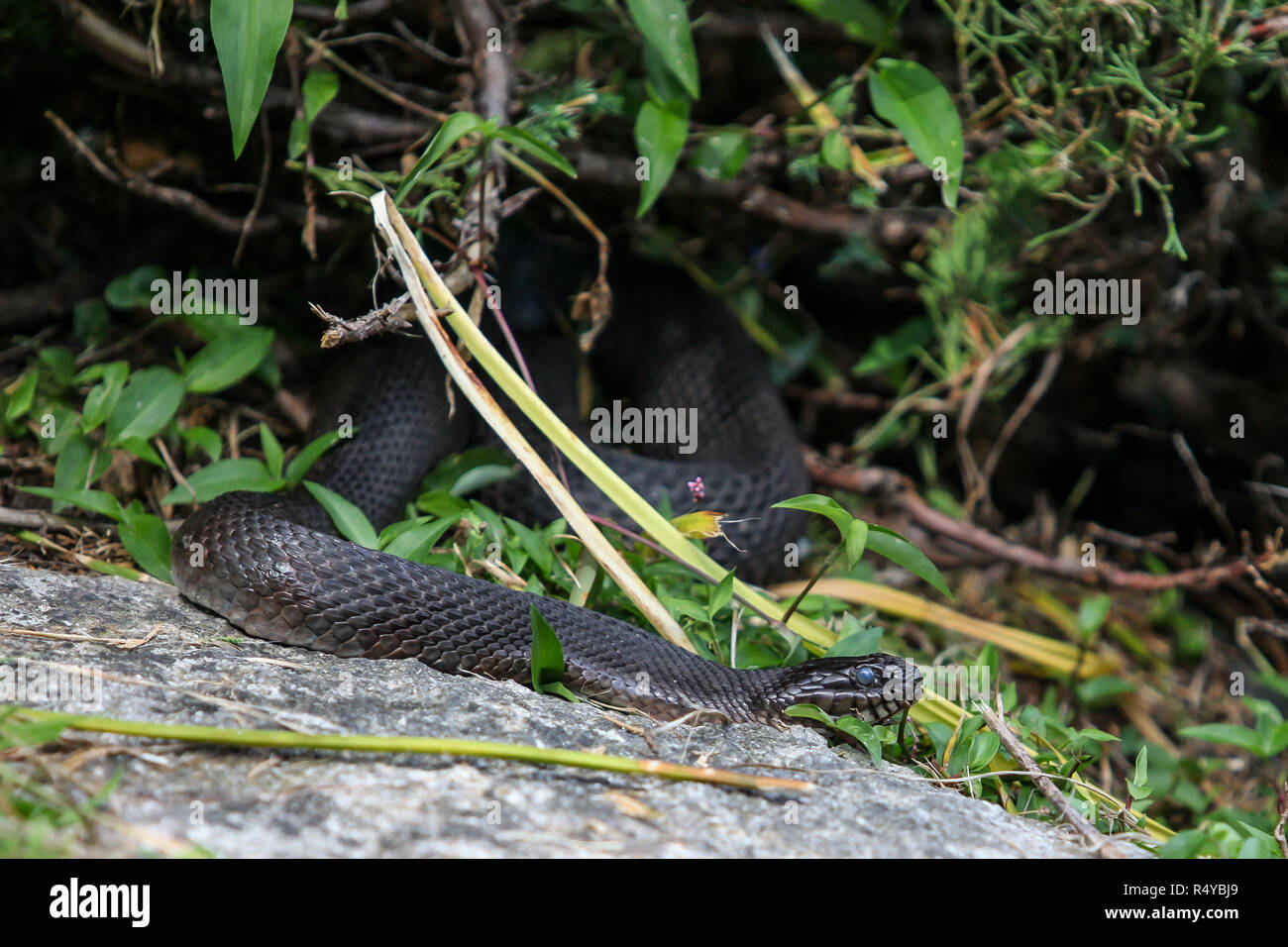 Nördliche Wasserschlange (Nerodia Sipedon) Stockfoto