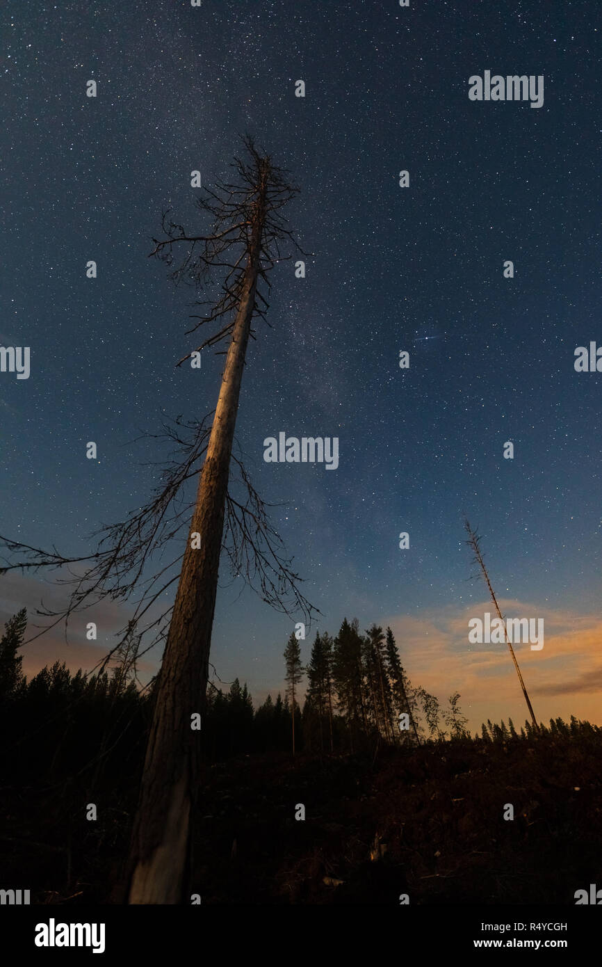 Alte Stellung unter dem Sternenhimmel in Ylikiiminki Finnland Fichte Stockfoto