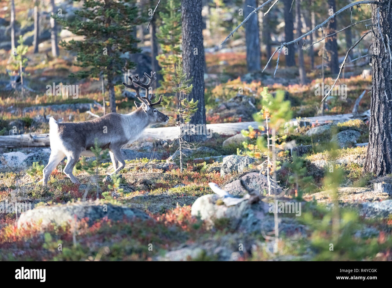 Rentiere wandern in einem Wald im Herbst in Vuotso, Lappland, Finnland Stockfoto