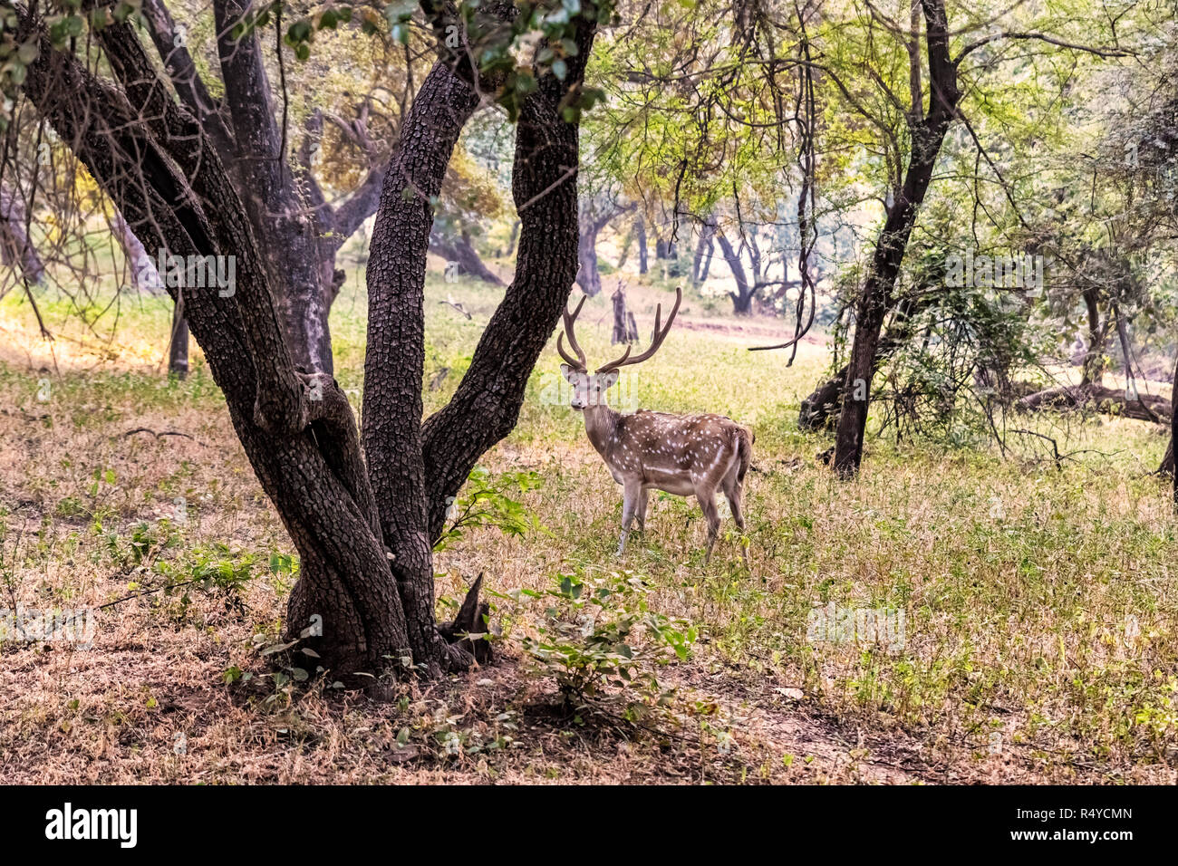 Rotwild während Jeep Safari im Ranthambore Nationalpark, Rajasthan, Indien entdeckt Stockfoto