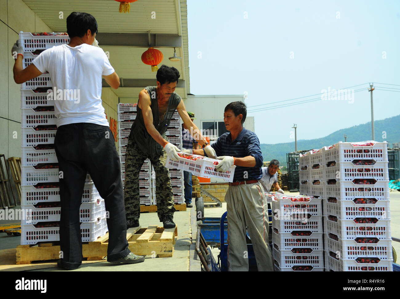 (181129) - Peking, November 29, 2018 (Xinhua) - Mitarbeiter Kirschen an einem Obst Logistic Company in Zhanggezhuang Stadt Yantai Stadt entladen, im Osten der chinesischen Provinz Shandong, 7. Juni 2018. Der Gesamtwert der Waren die Logistik zu 231,5 Billionen Yuan (ca. 33,3 Billionen US-Dollar) in den ersten 10 Monaten schwankte, die China Föderation von Logistik und Einkauf, die in einer Aussage gesagt Mittwoch. Die Gesamtsumme war um 6,6 Prozent über dem Vorjahr. Die Wachstumsrate jedoch sank um 0,1 Prozentpunkte im Vergleich mit, dass es für die ersten drei Quartale des Jahres. Lo Stockfoto