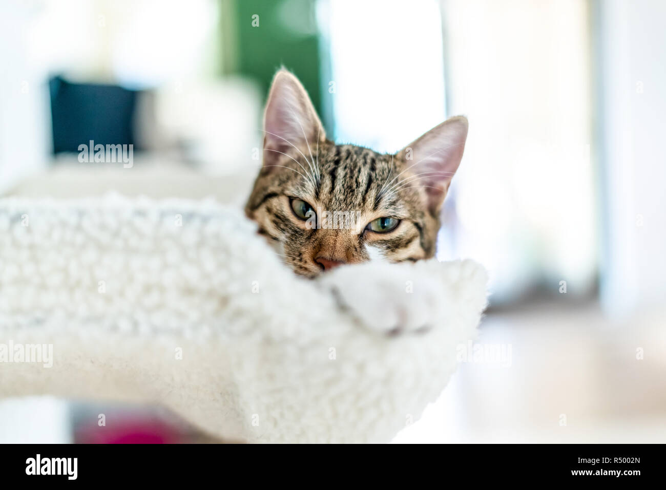 Süße Katze ein Nickerchen zu Hause Stockfoto