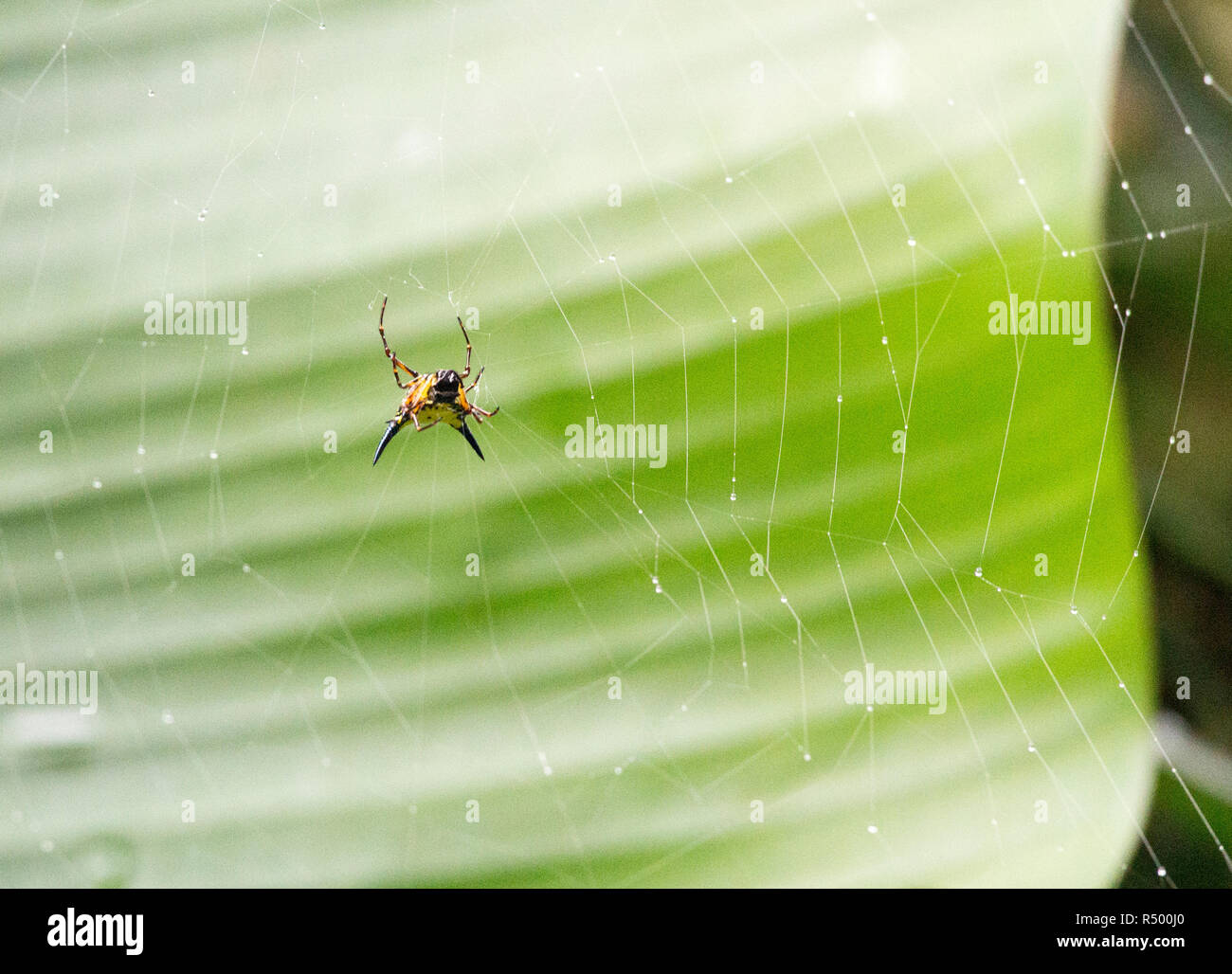 Giftige spinne Nahaufnahme Foto im Wald, Vietnam Stockfotografie - Alamy