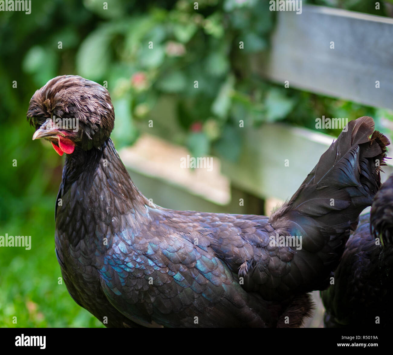 Schwarze Huhn, Polnische Rasse bantam Henne mit charakteristischen pom pom crested Kopf Federn, eine gute freie Strecke Hinterhof Huhn oder schrullige pet Stockfoto