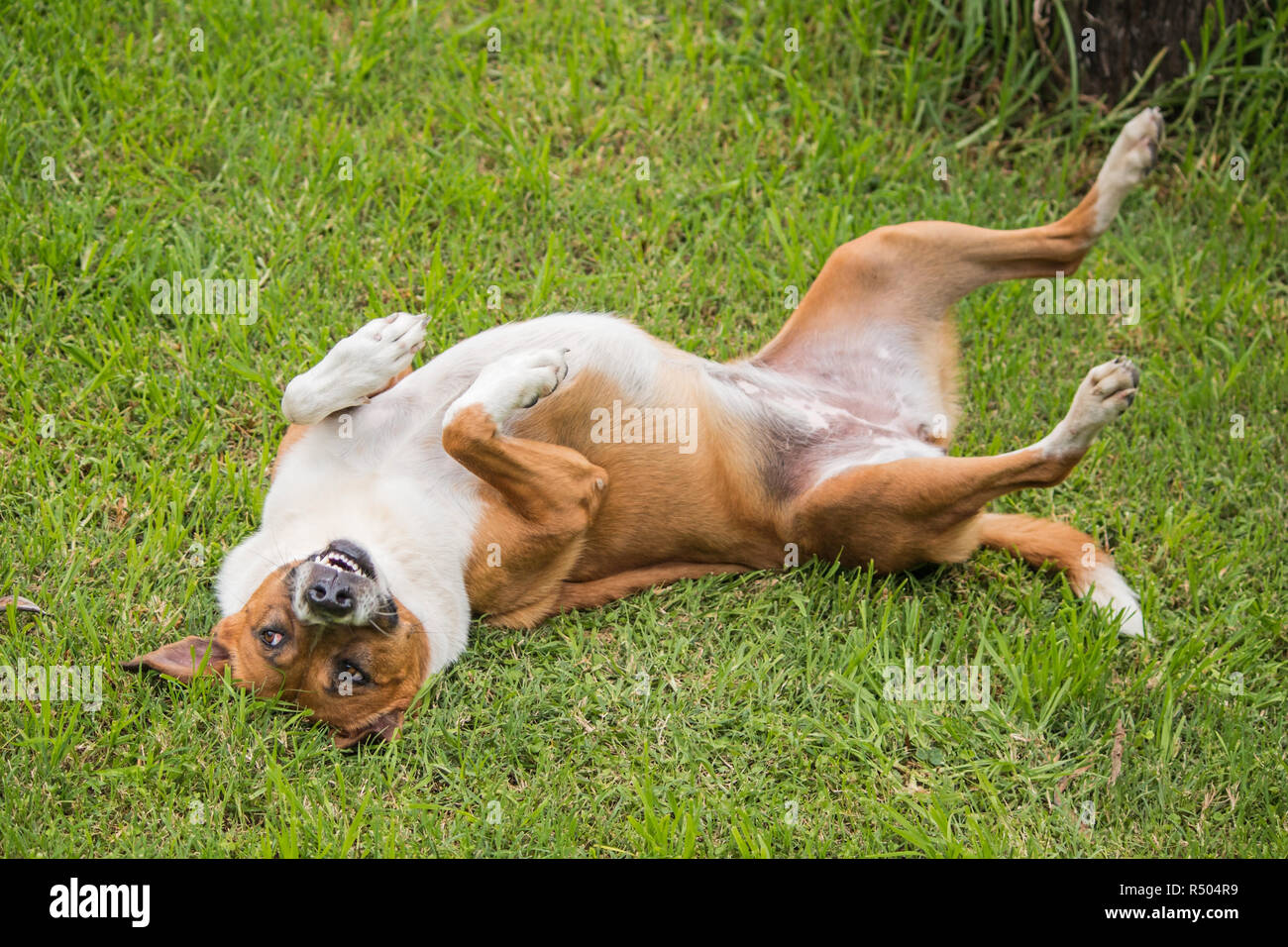 Tan und weißen Hund im Gras Stockfoto