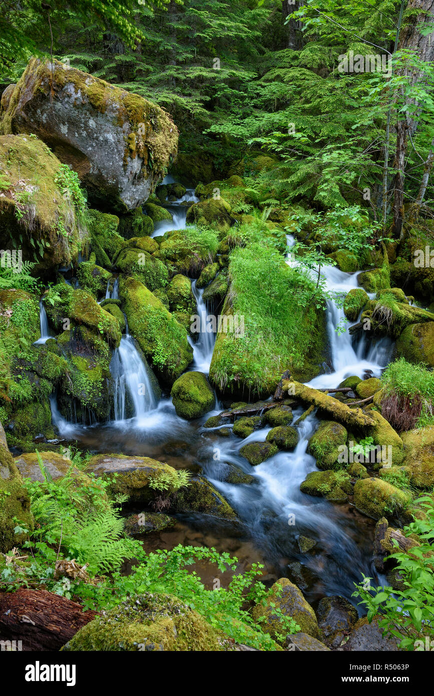 Wasserfälle auf Watson Creek, Umpqua National Forest, Oregon. Stockfoto