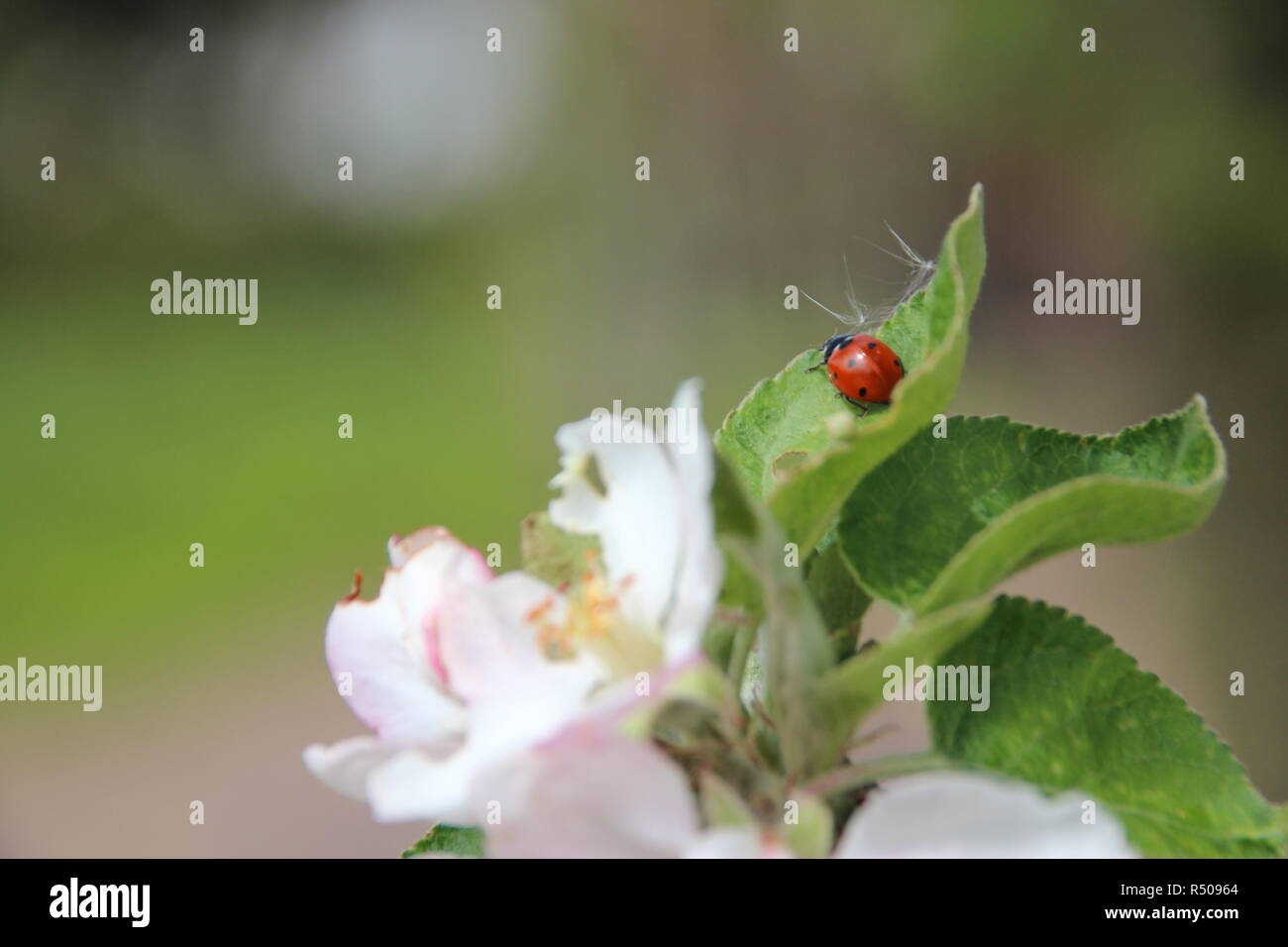 Junger Apfelbaum mit Blumen Makro Stockfoto