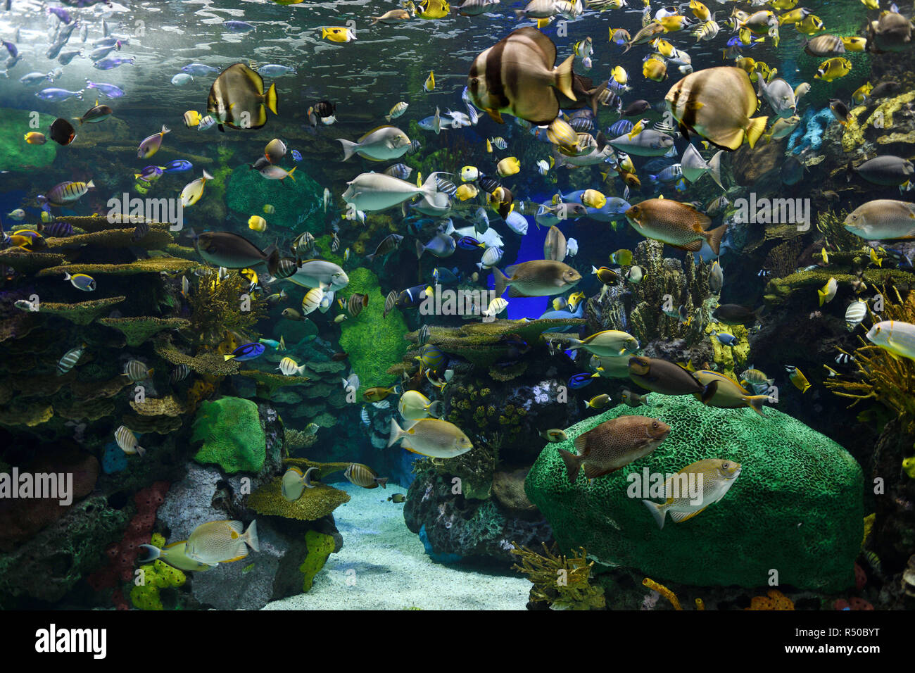 Indopazifischen Korallenriff und tropischen Fischen von Rainbow Riff in Ripley's Aquarium Toronto Stockfoto