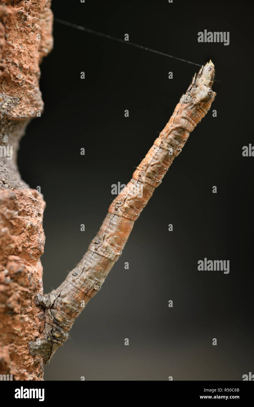 Geometrid motte Caterpillar mit seidenen Faden Nachahmung einer geraden Zweig auf eine Mauer aus Stein Stockfoto