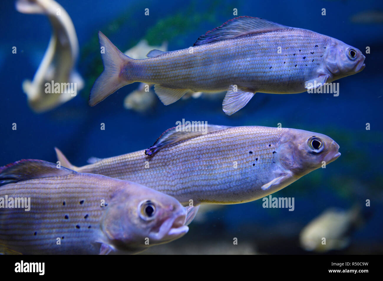 Schule der Arktische Äsche kalten Süßwasser Fische schwimmen unter Wasser in Ripleys Aquarium Toronto Stockfoto