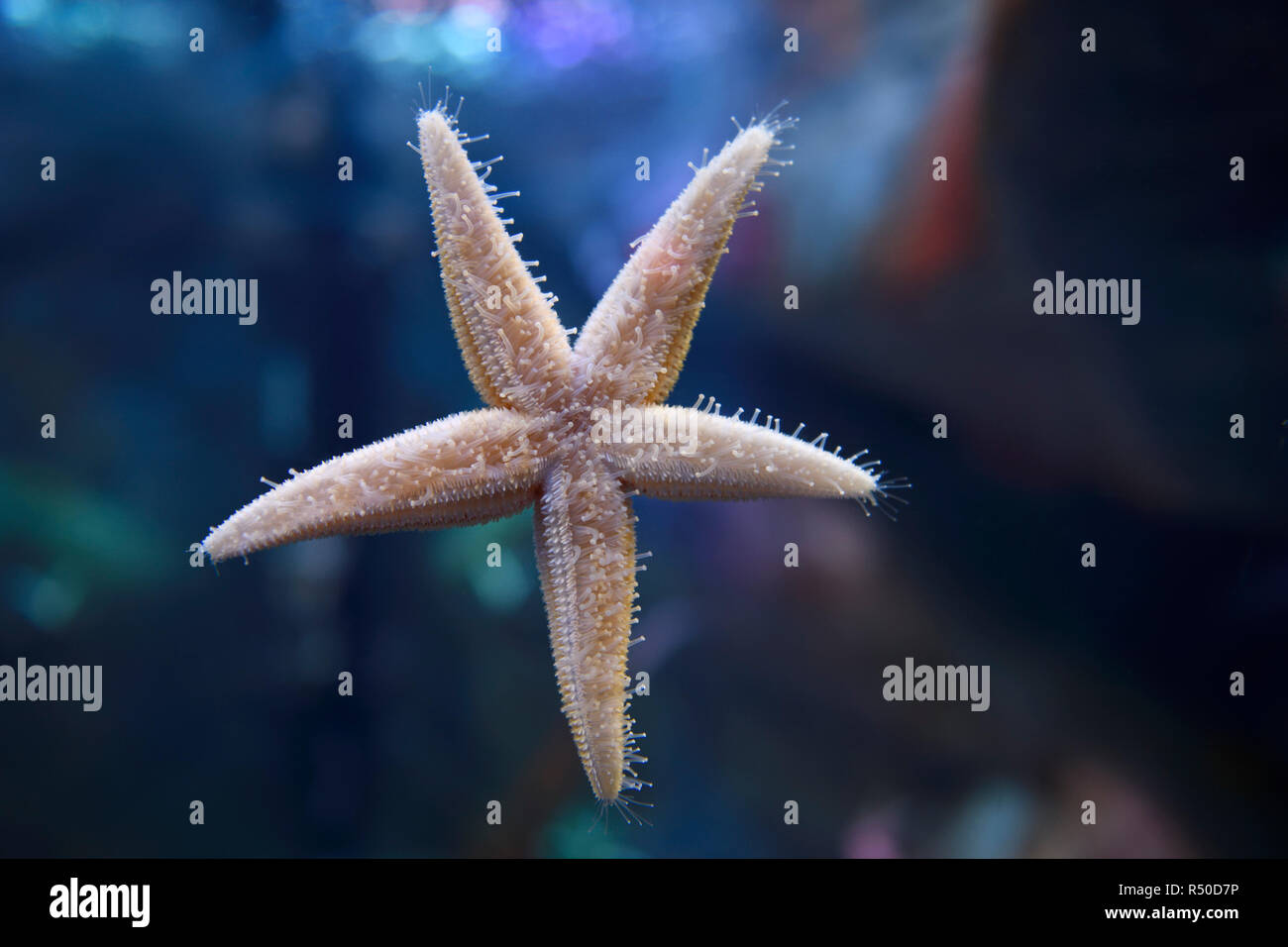 Gemeinsame Seesterne oder Sea Star mit fünf Arme gehen auf Glas mit Fuß mit einer flachen Spitze Saugnäpfe an Ripley's Aquarium Toronto Stockfoto