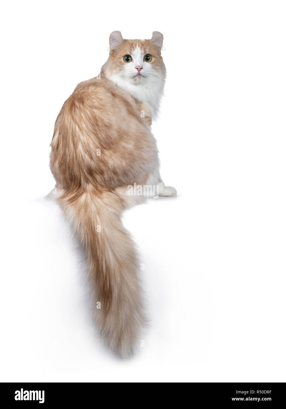 Super schöner nach rot mit weissen American Curl Katze rückwärts sitzend mit Schwanz hängen nach unten. Auf der Suche über die Schulter direkt in der Kamera mit gelb/ Stockfoto