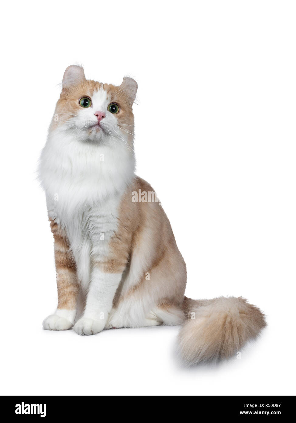 Super schöner nach rot mit weissen American Curl Katze sitzt nach vorne. Schwanz um Körper und Blick in die Kamera mit gelb/grüne Augen. Isoliert Stockfoto