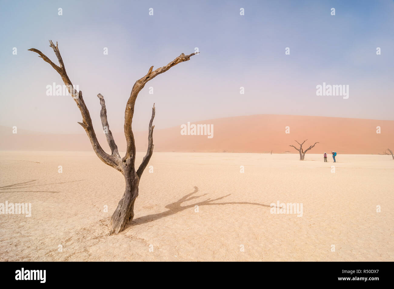 Kamel Thorn, Acacia Erioloba, Dead Vlei, windigen Tag und Sand in Suspension, Namibia Stockfoto
